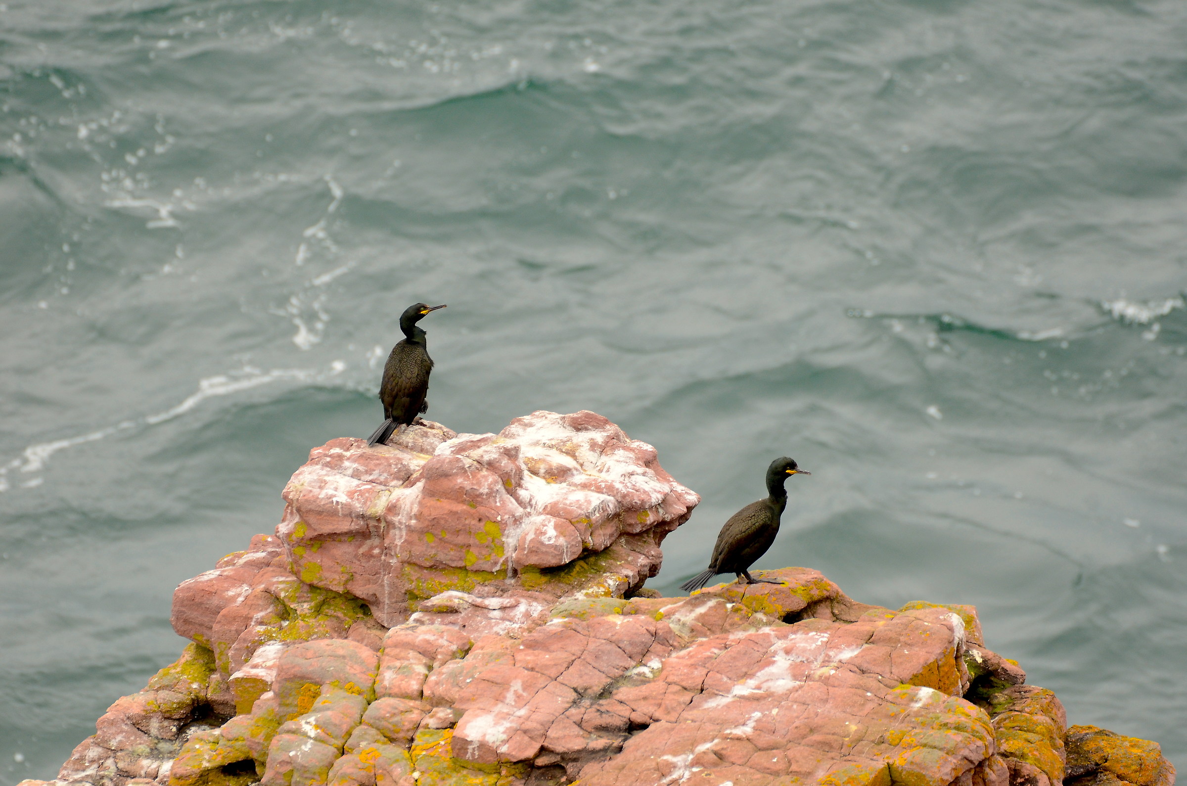 Cormorants .... Costa Breton