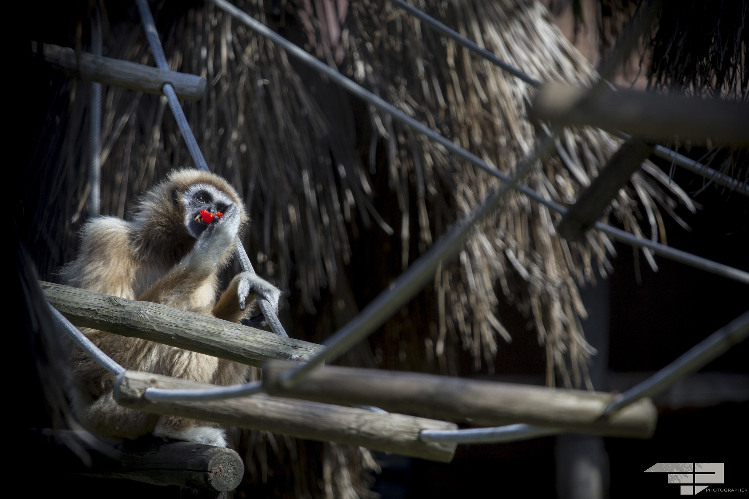 Me la mangio oppure no?