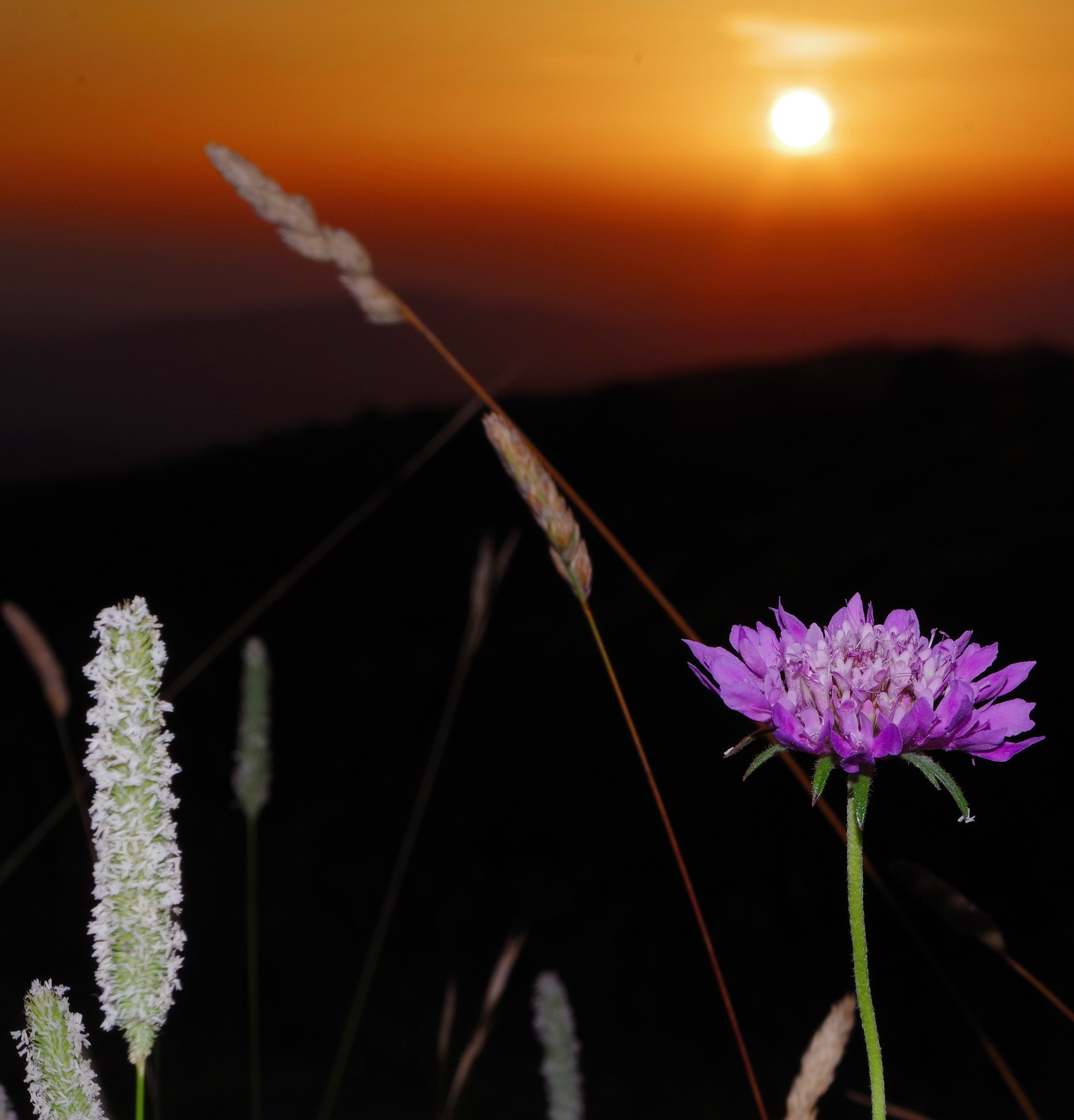 Il tramonto ed il fiore