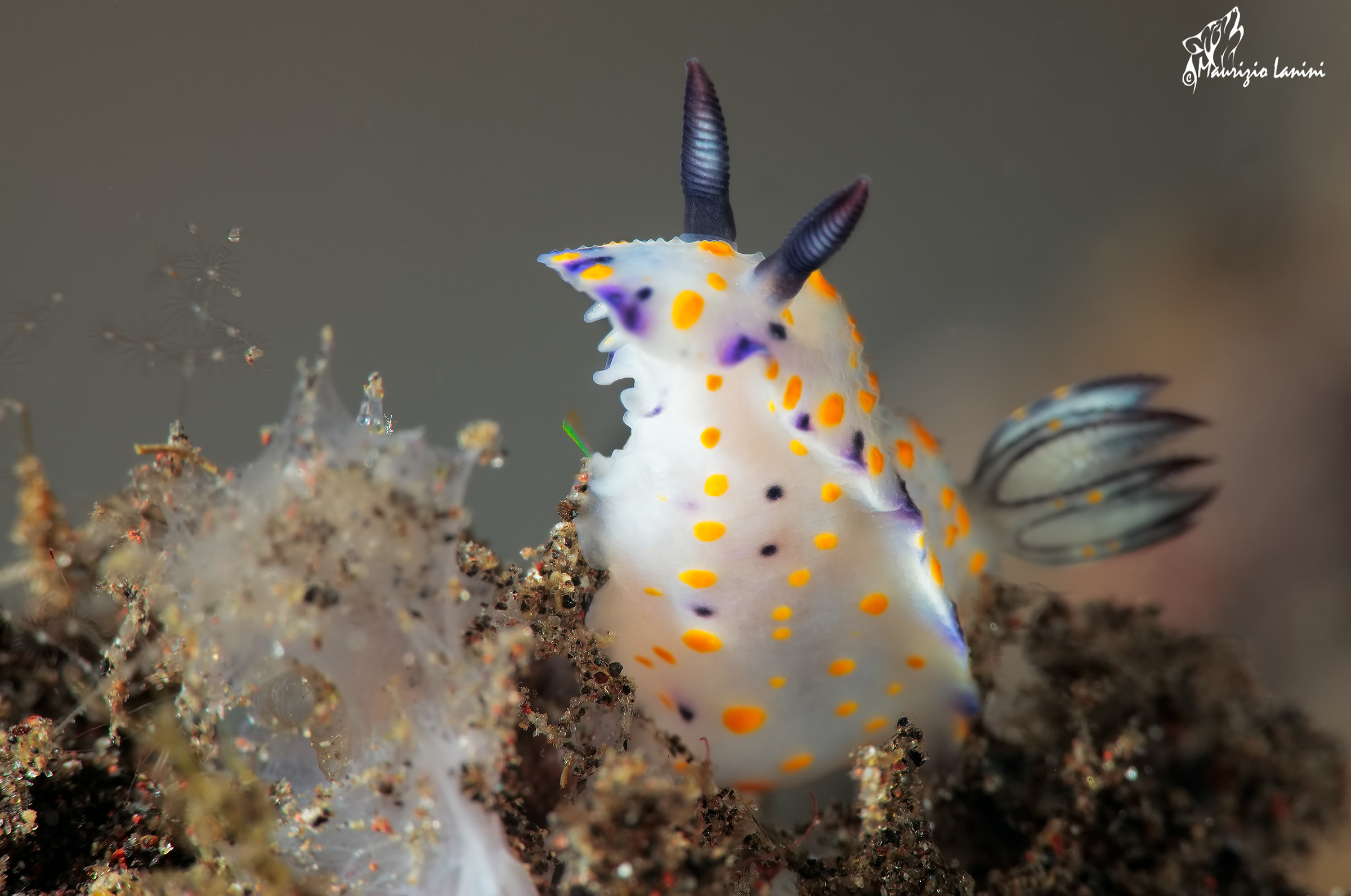 Nudibranch (HD)