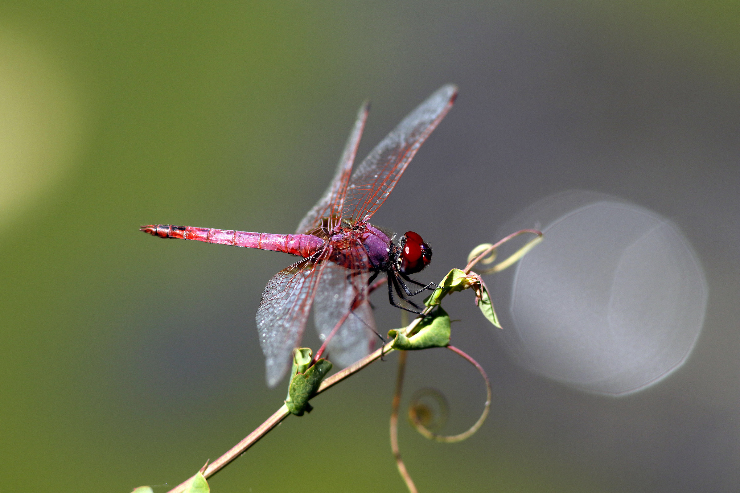 dropwing Violet Dragonfly (Trithemis annulata)