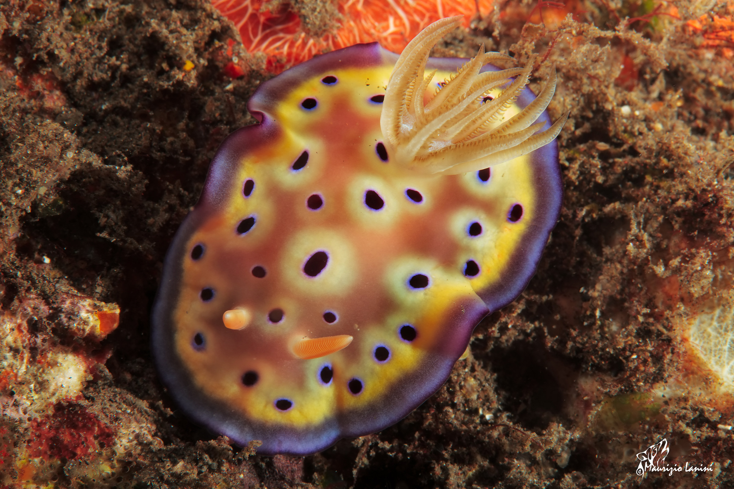 nudibranch