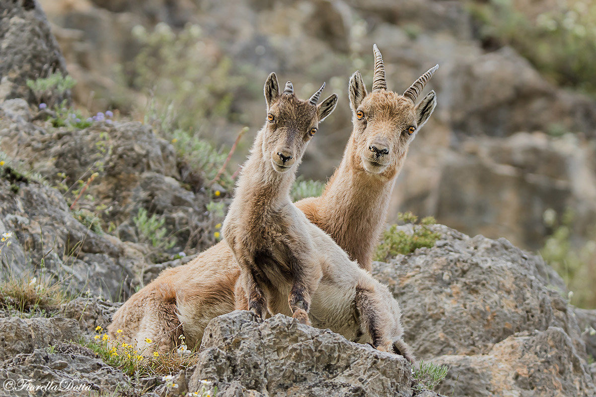 Stambecco femmina con piccolo