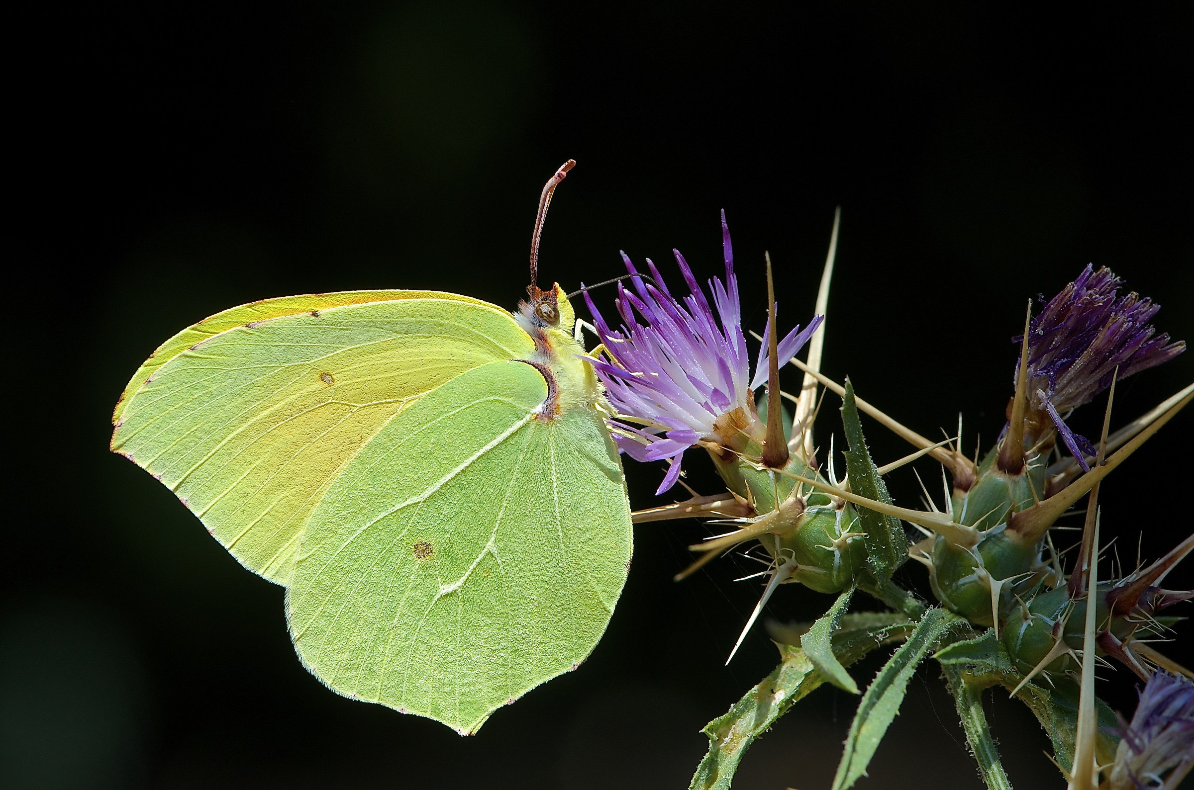 Gonepteryx cleopatra