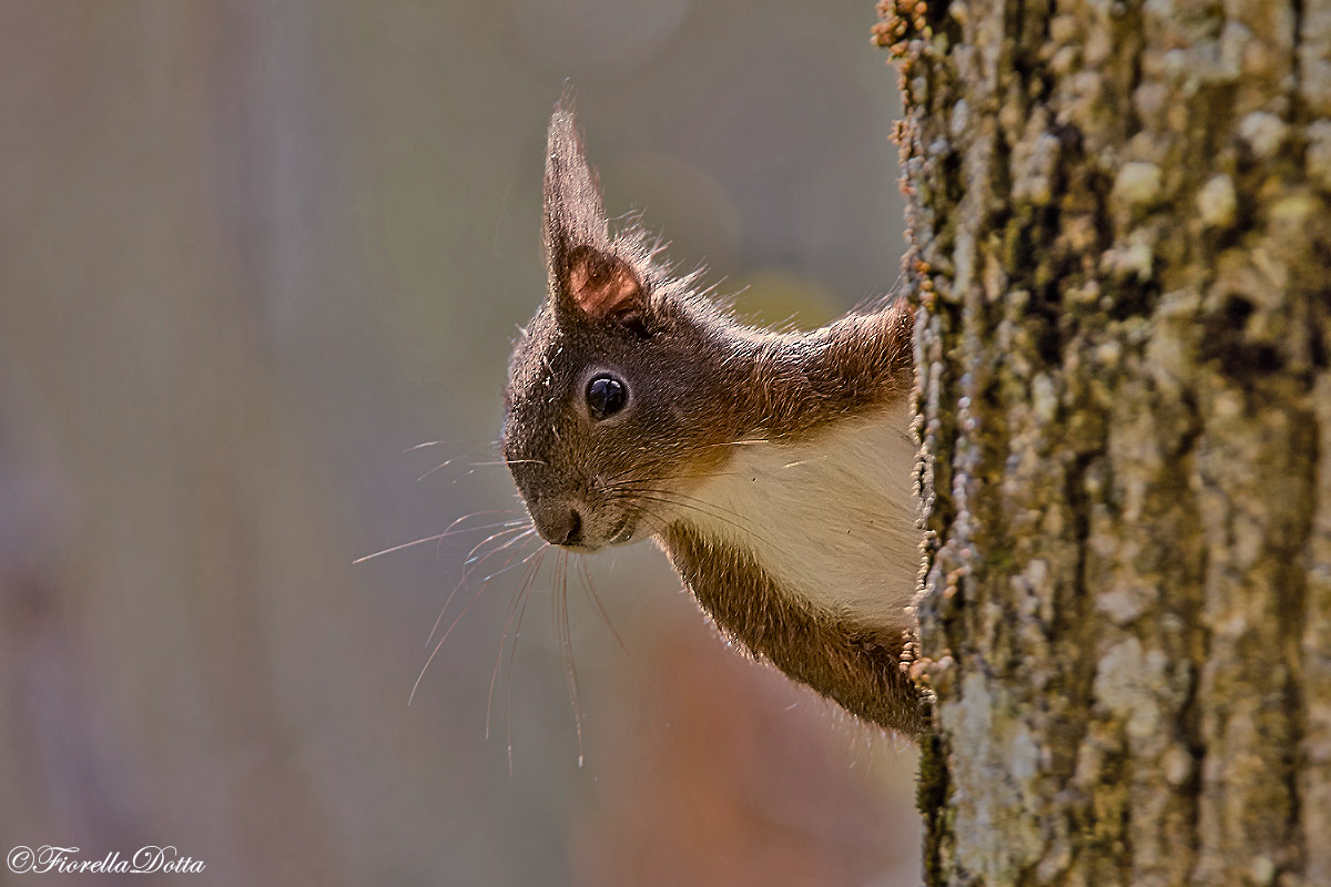 "Cu cu" Scoiattolo