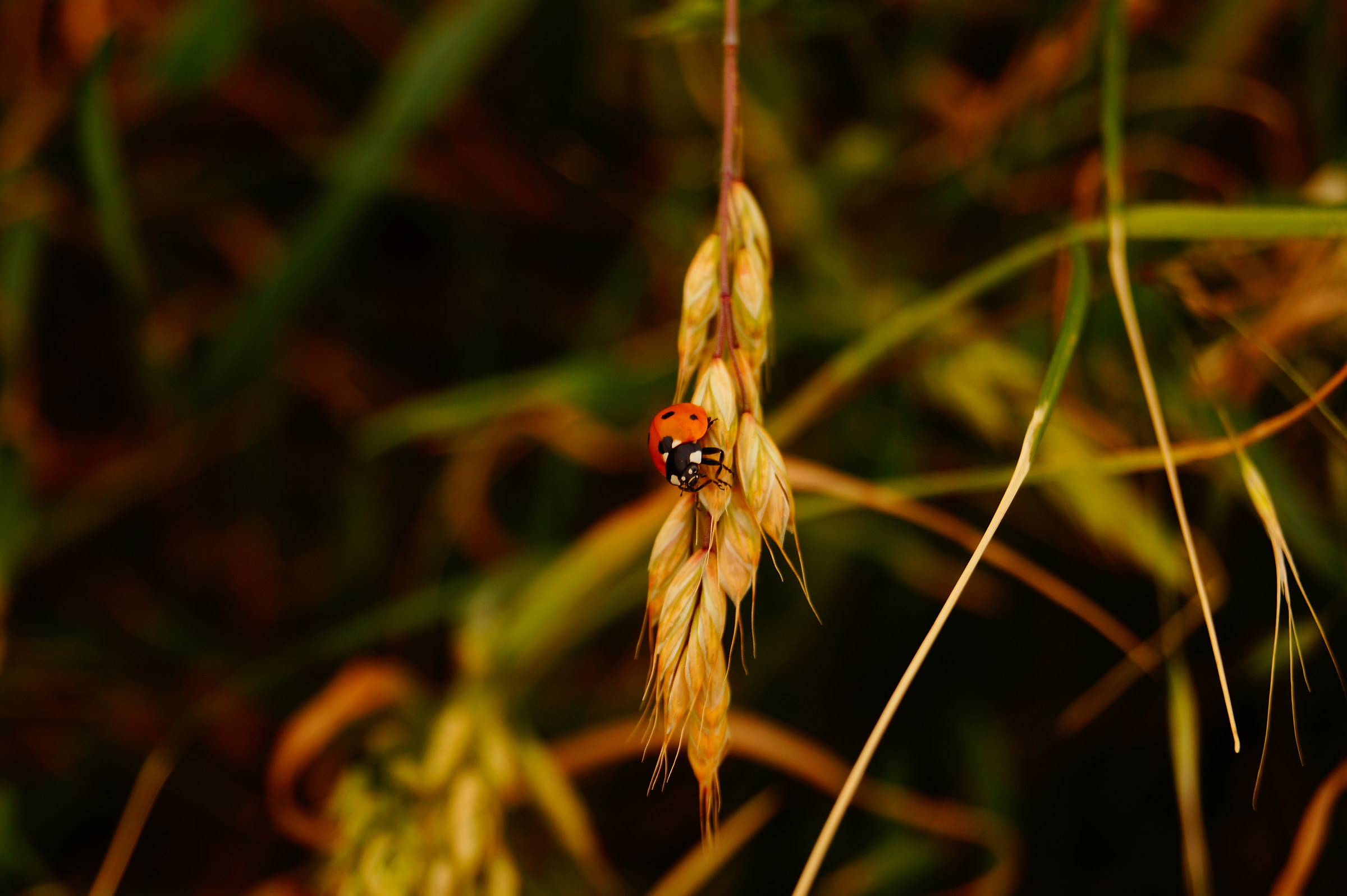 Ehi, ciao coccinella!