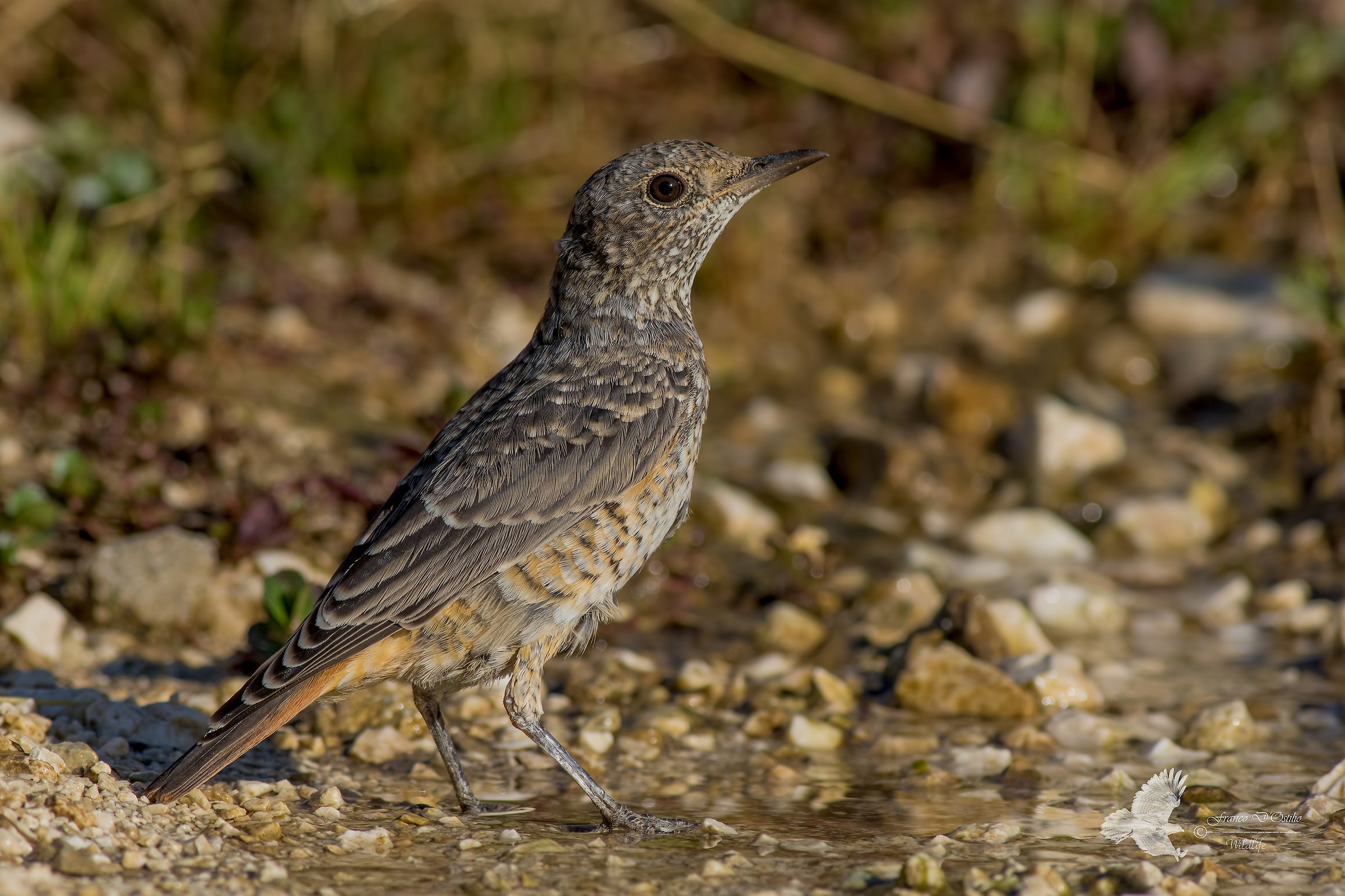 Monticola saxatilis - Codirossone.