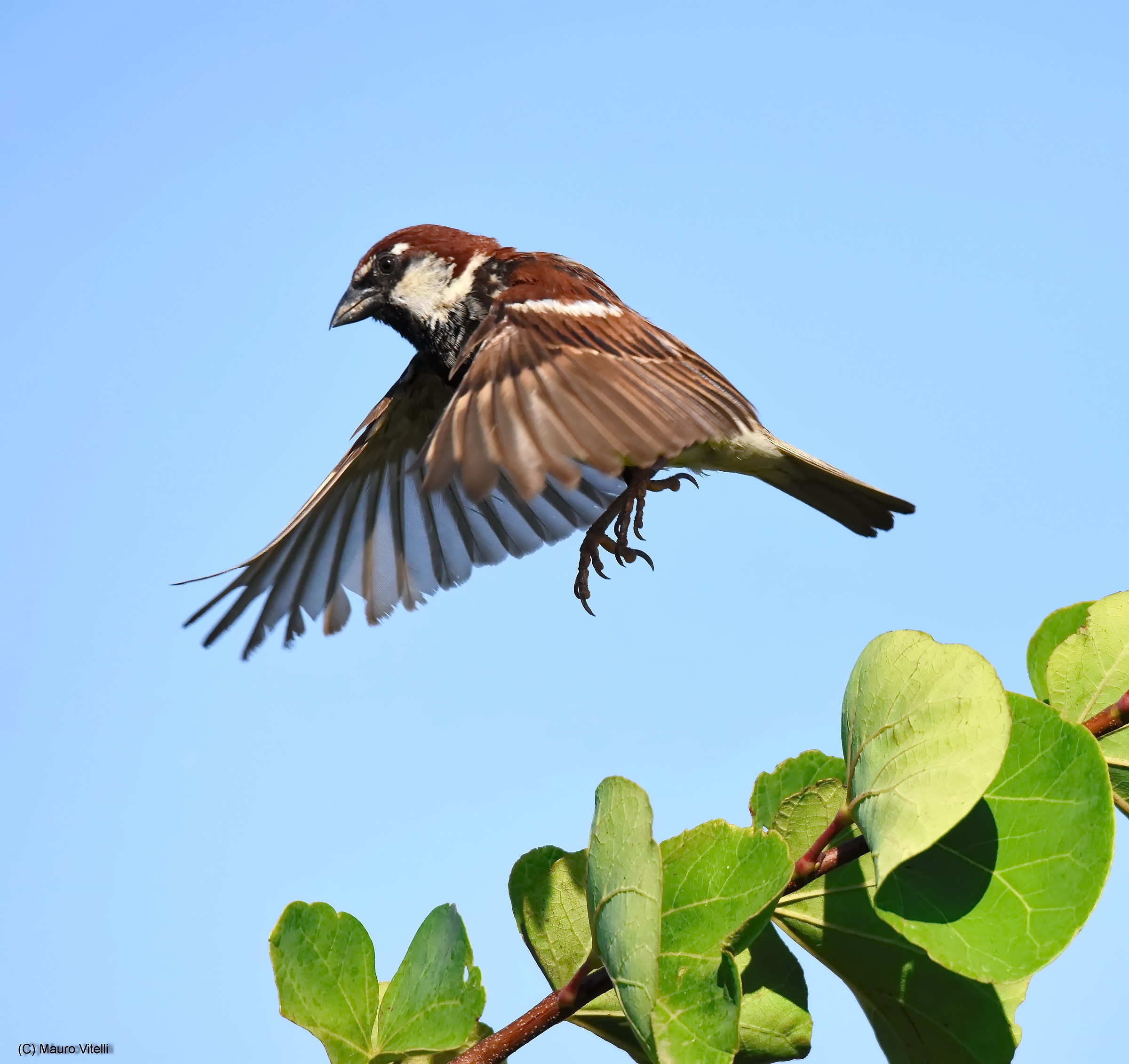 The flight (technical tests)