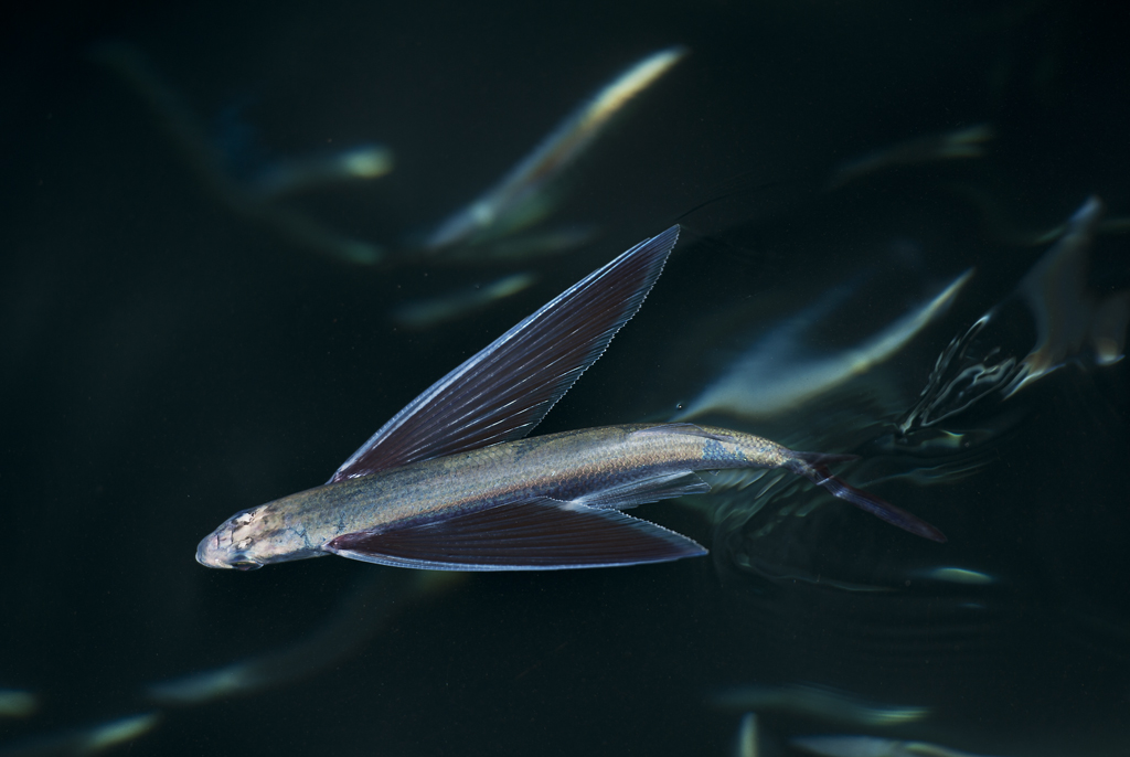Pesce volante ..