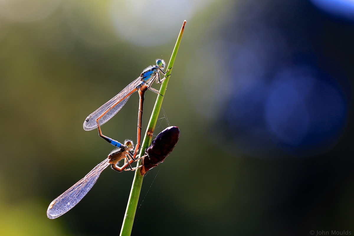 Damigella in pericolo ...