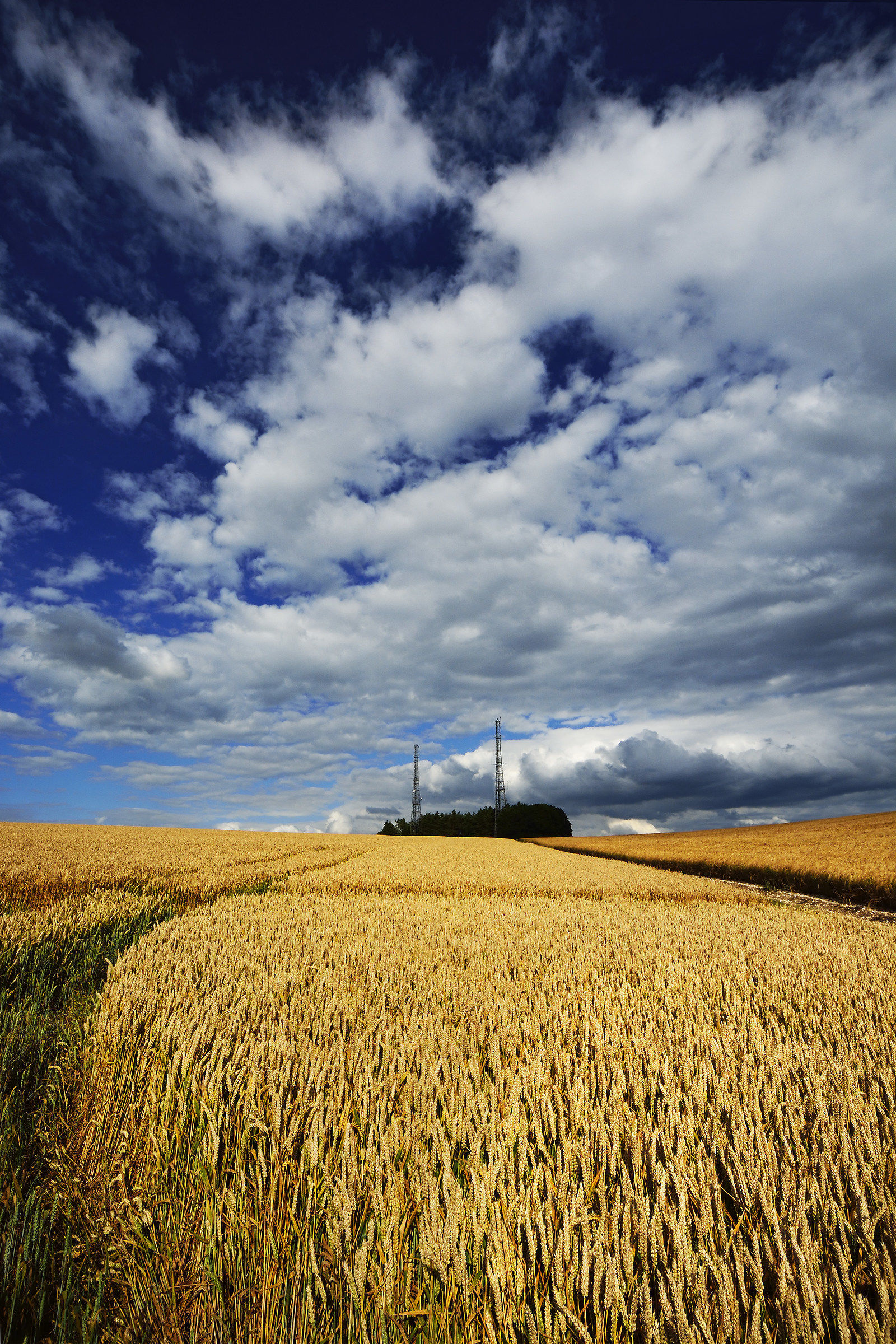Masts above the Wheatfield