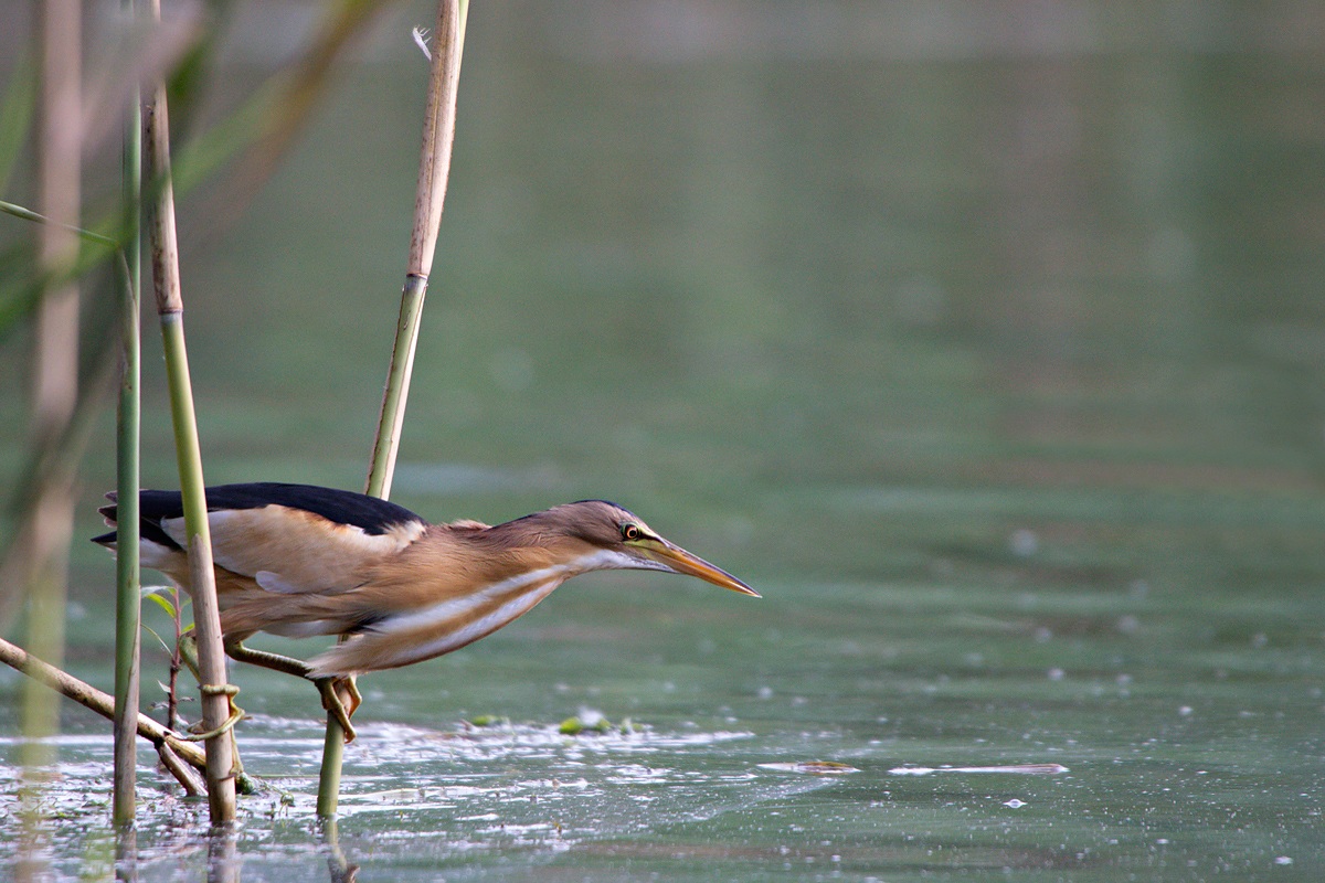 tarabusino (Ixobrychus minutus)