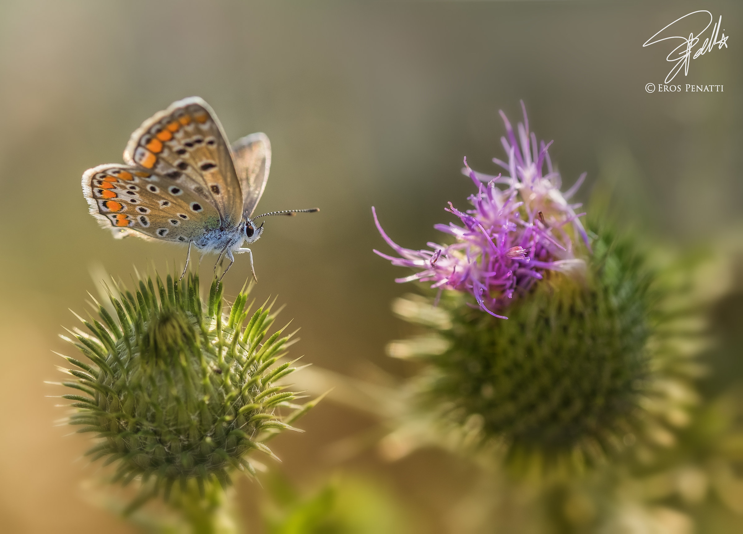 Volevo andar di là...