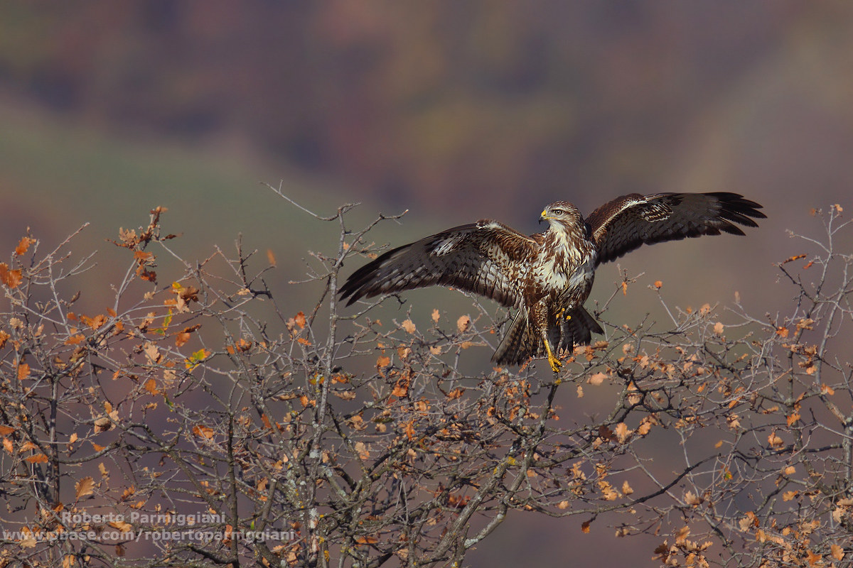 Composition with buzzard