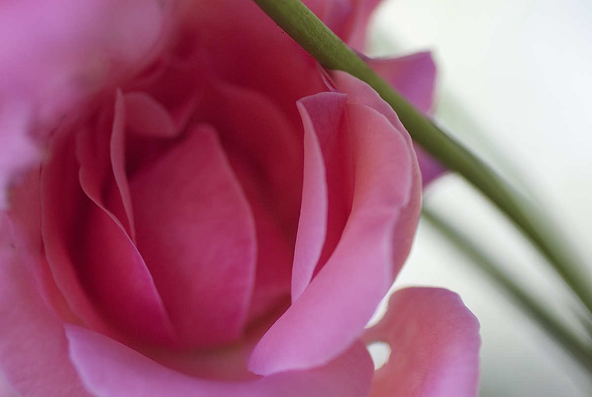 ... immersed in the pink ...