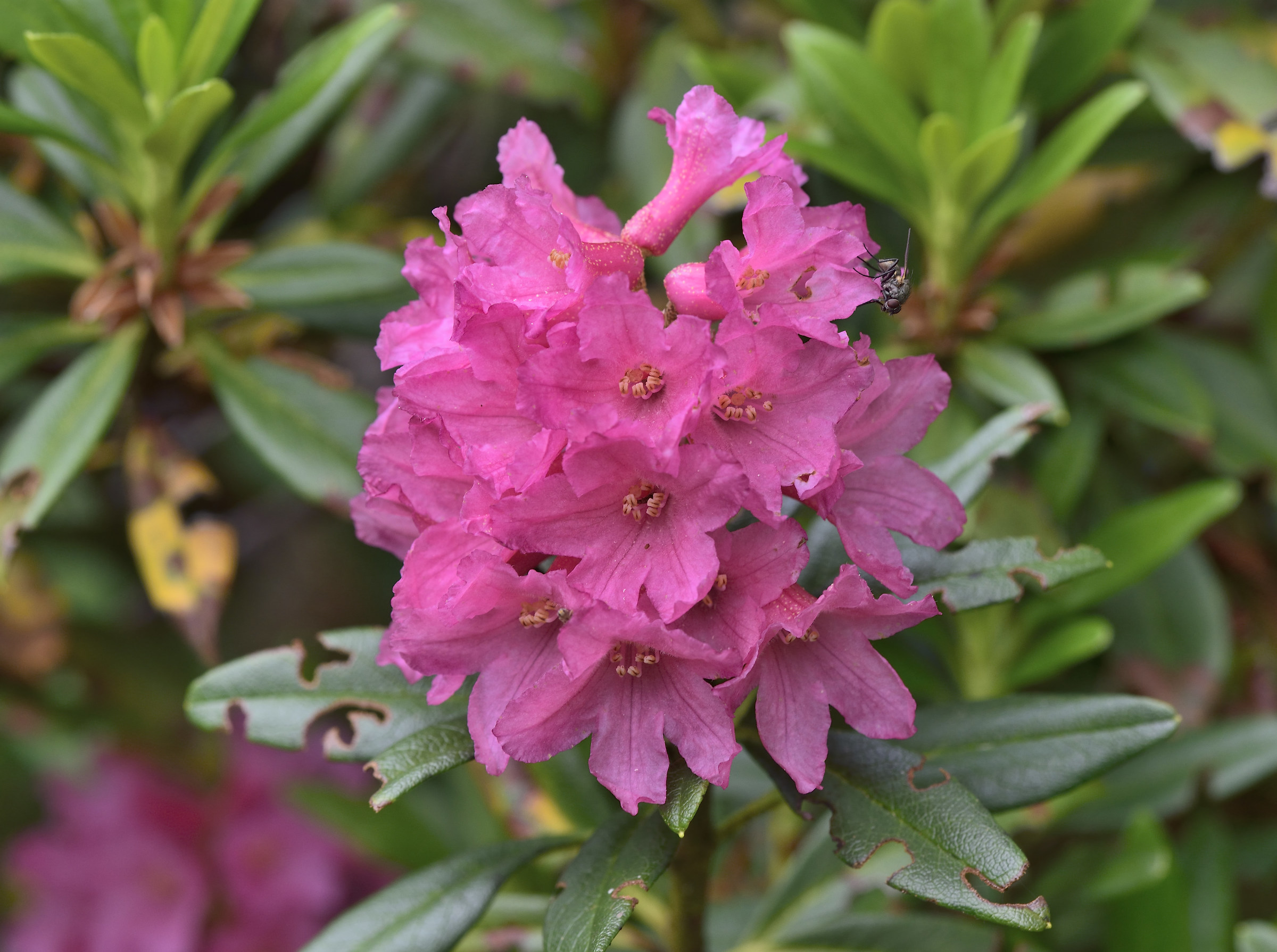rhododendron