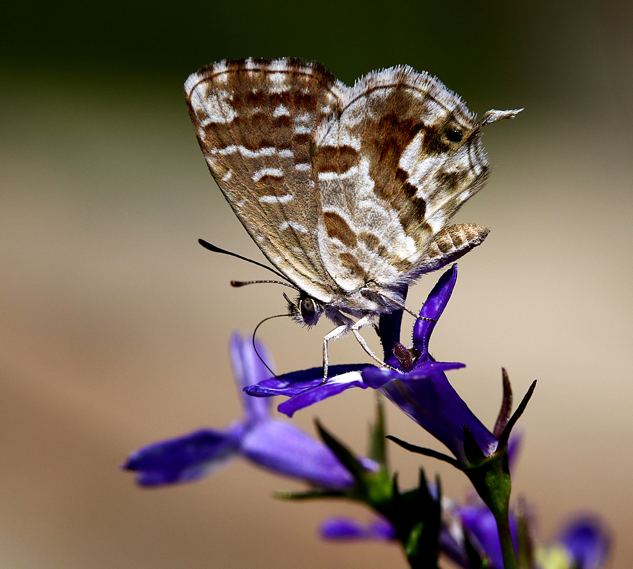 Butterfly on blue flower.