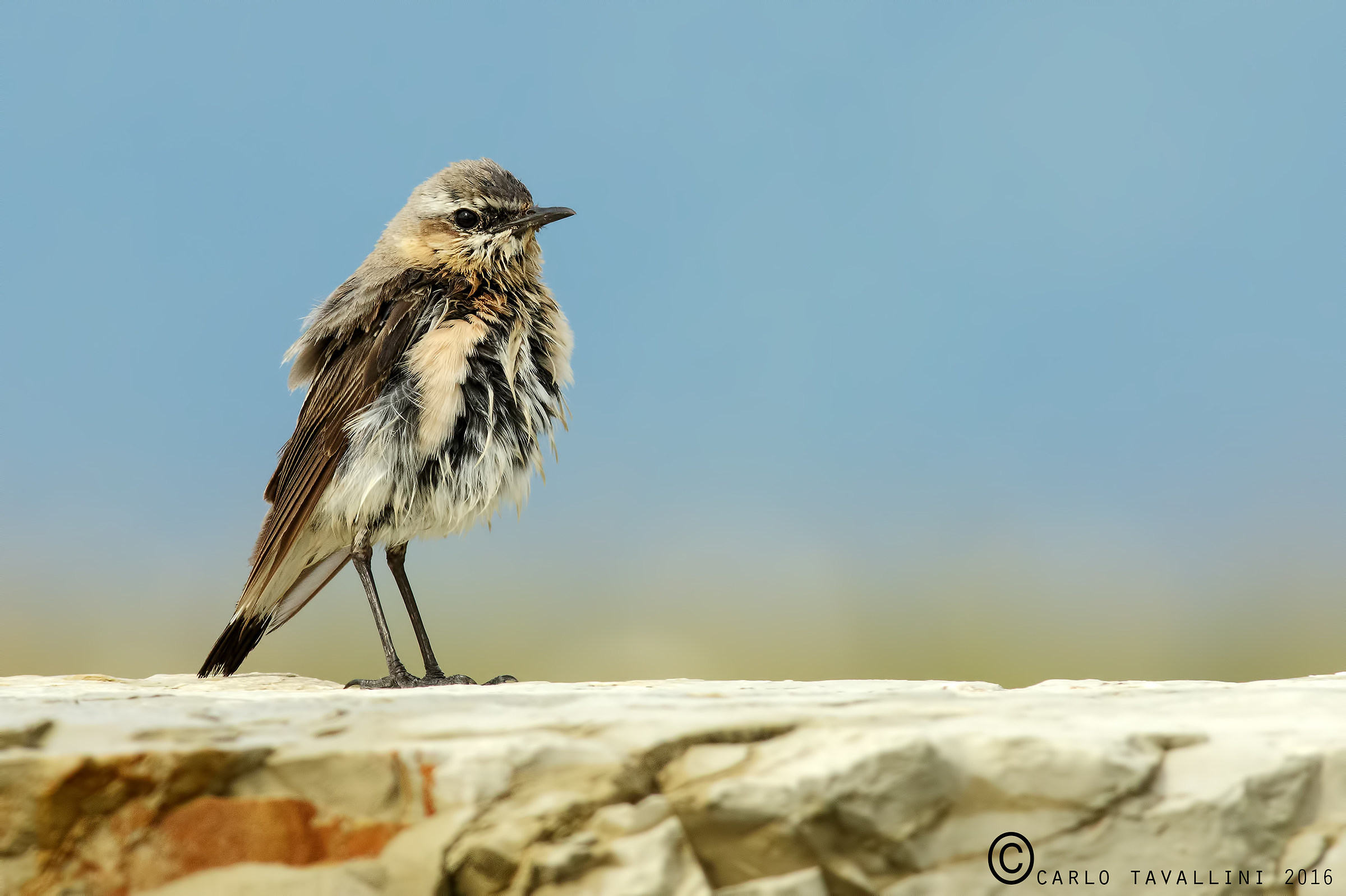 Culbianco femmina in asciugatura