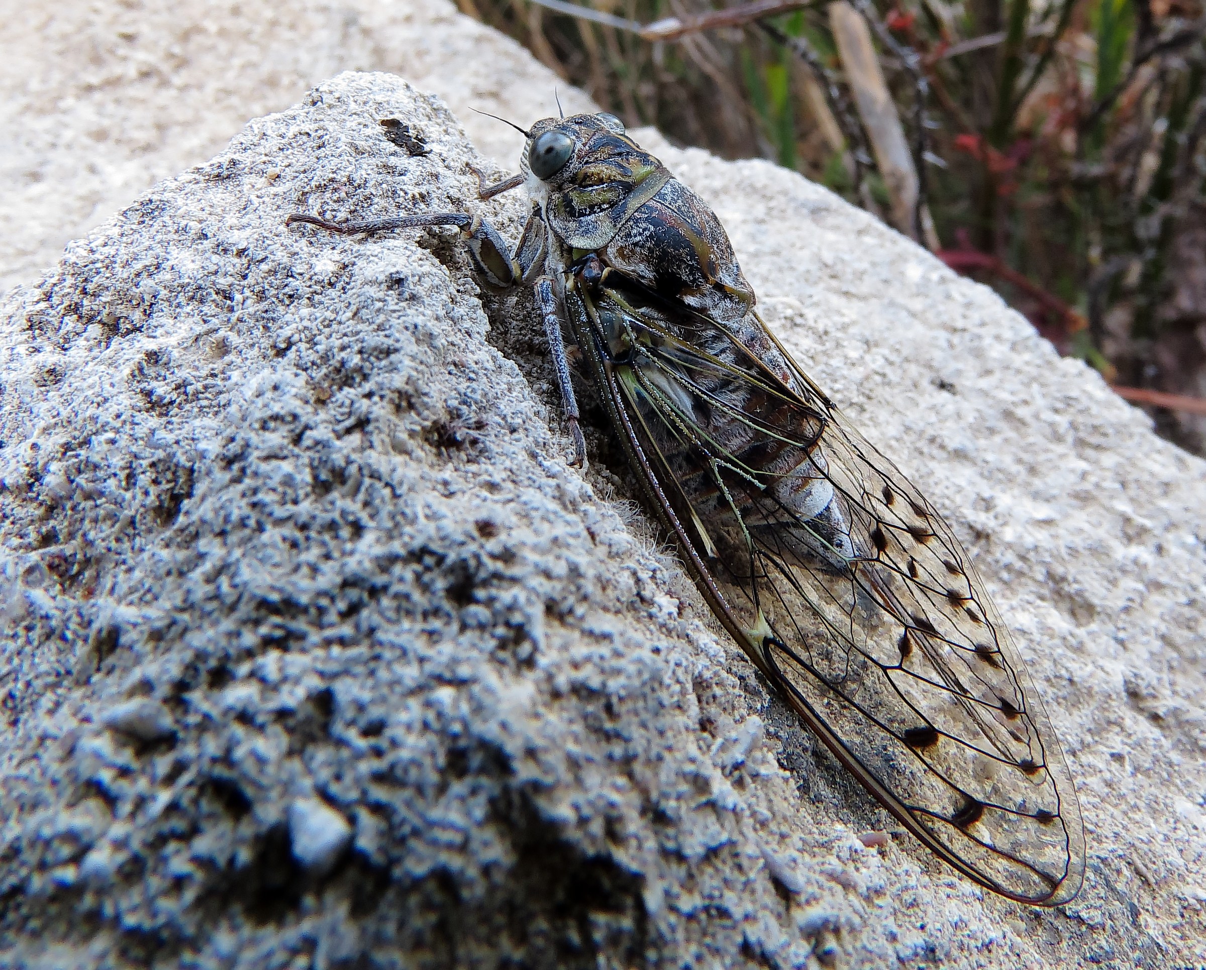 Cicada