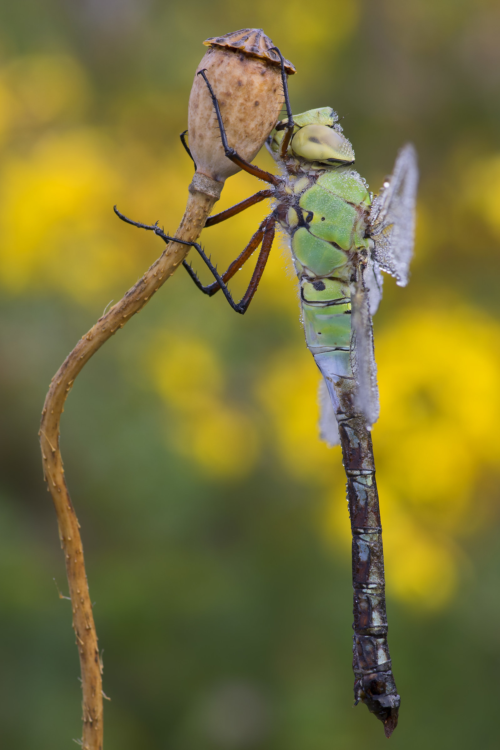 Anax imperator femmina adulta