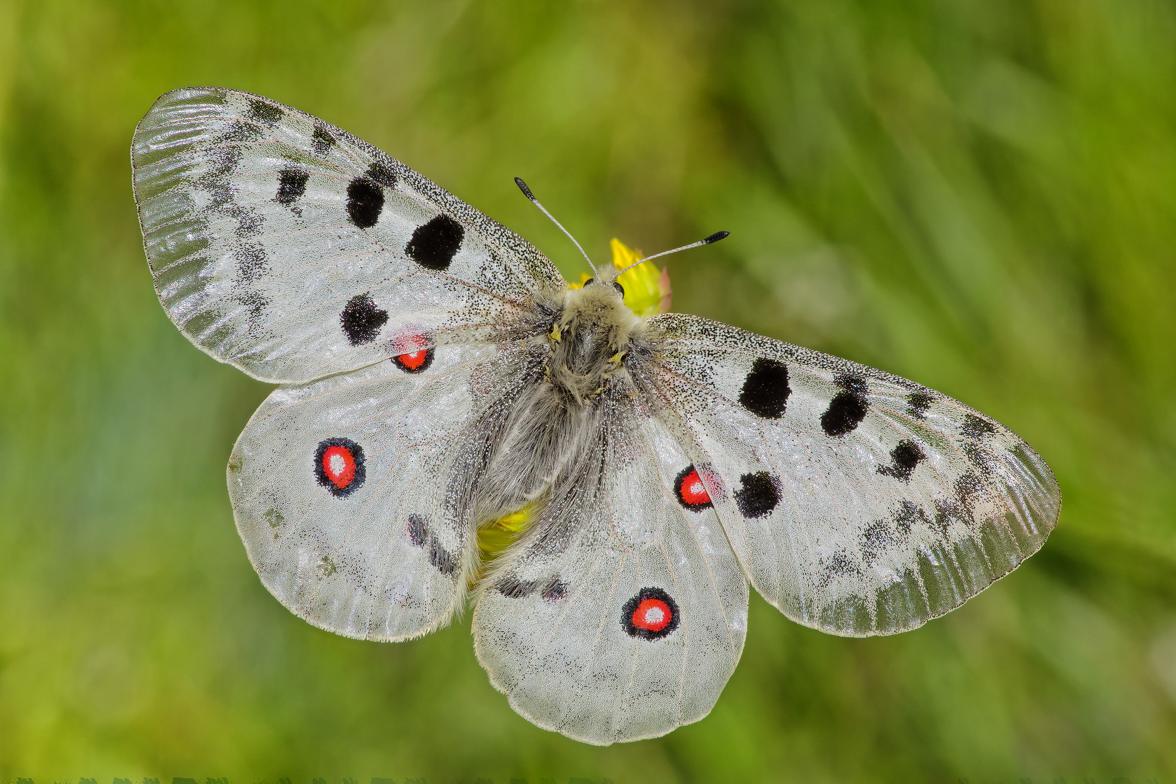 Parnassius apollo ad ali aperte