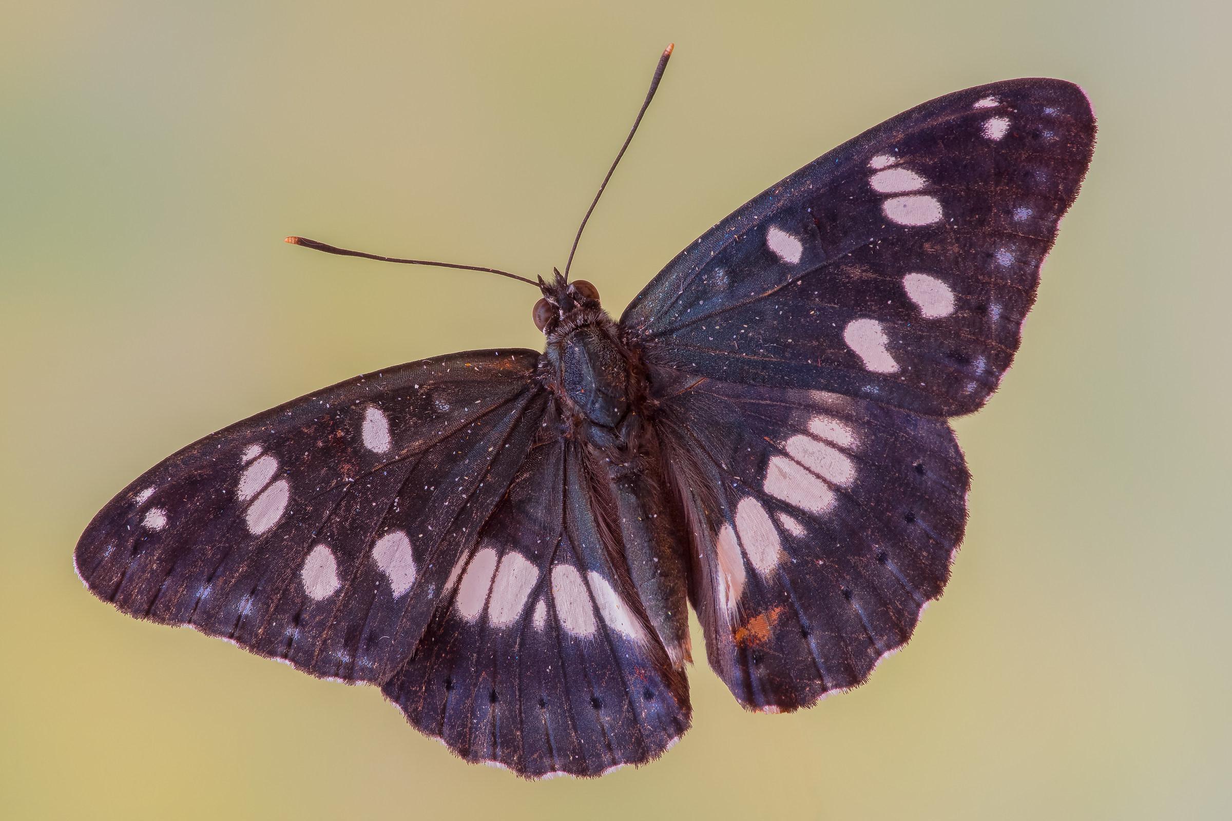 Limenitis reducta ad ali aperte