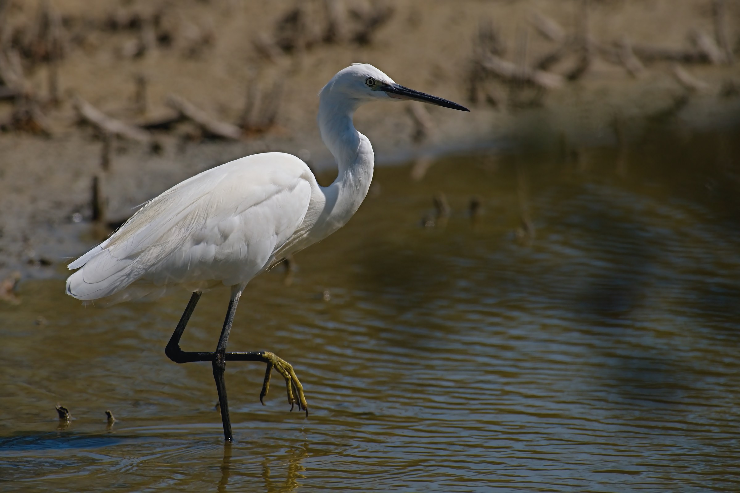 Egret Egret