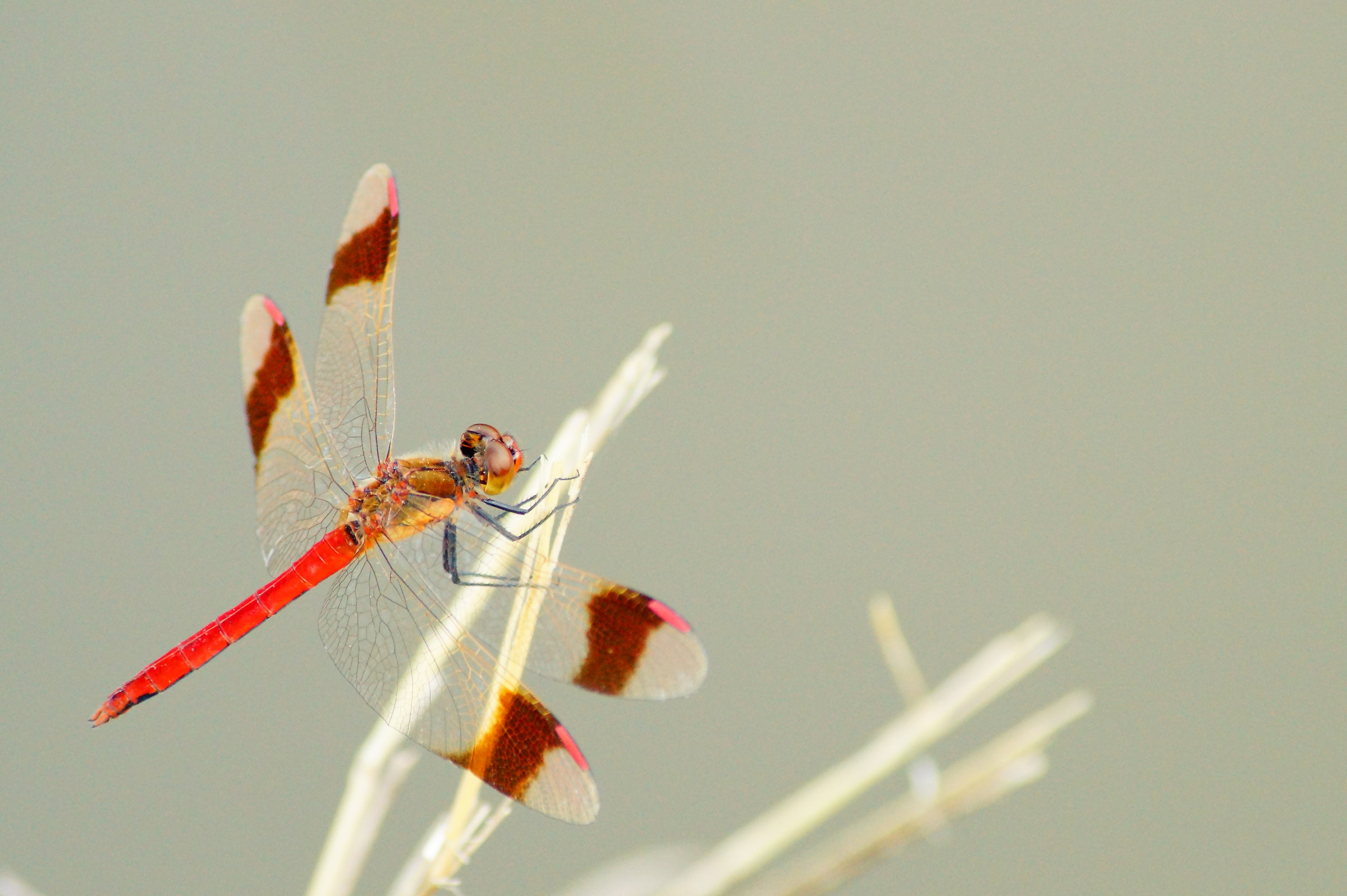 Libellula bella.