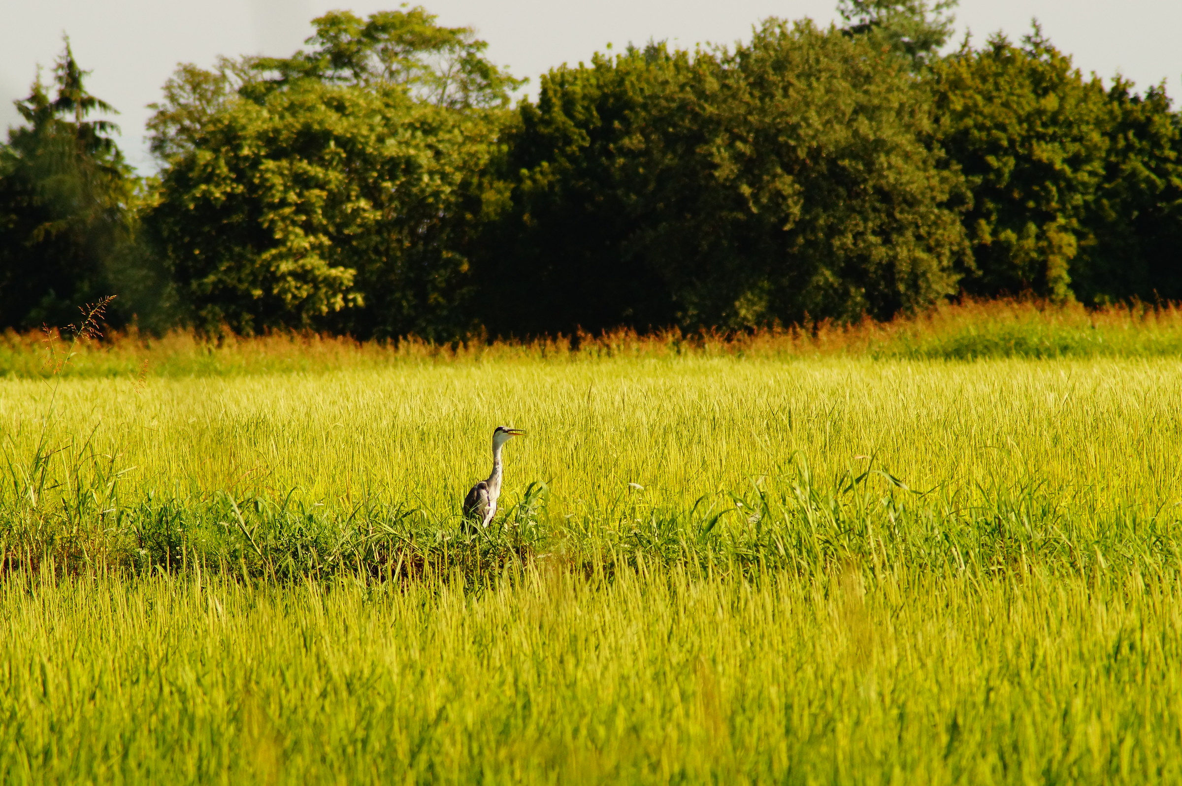 Airone nel campo.