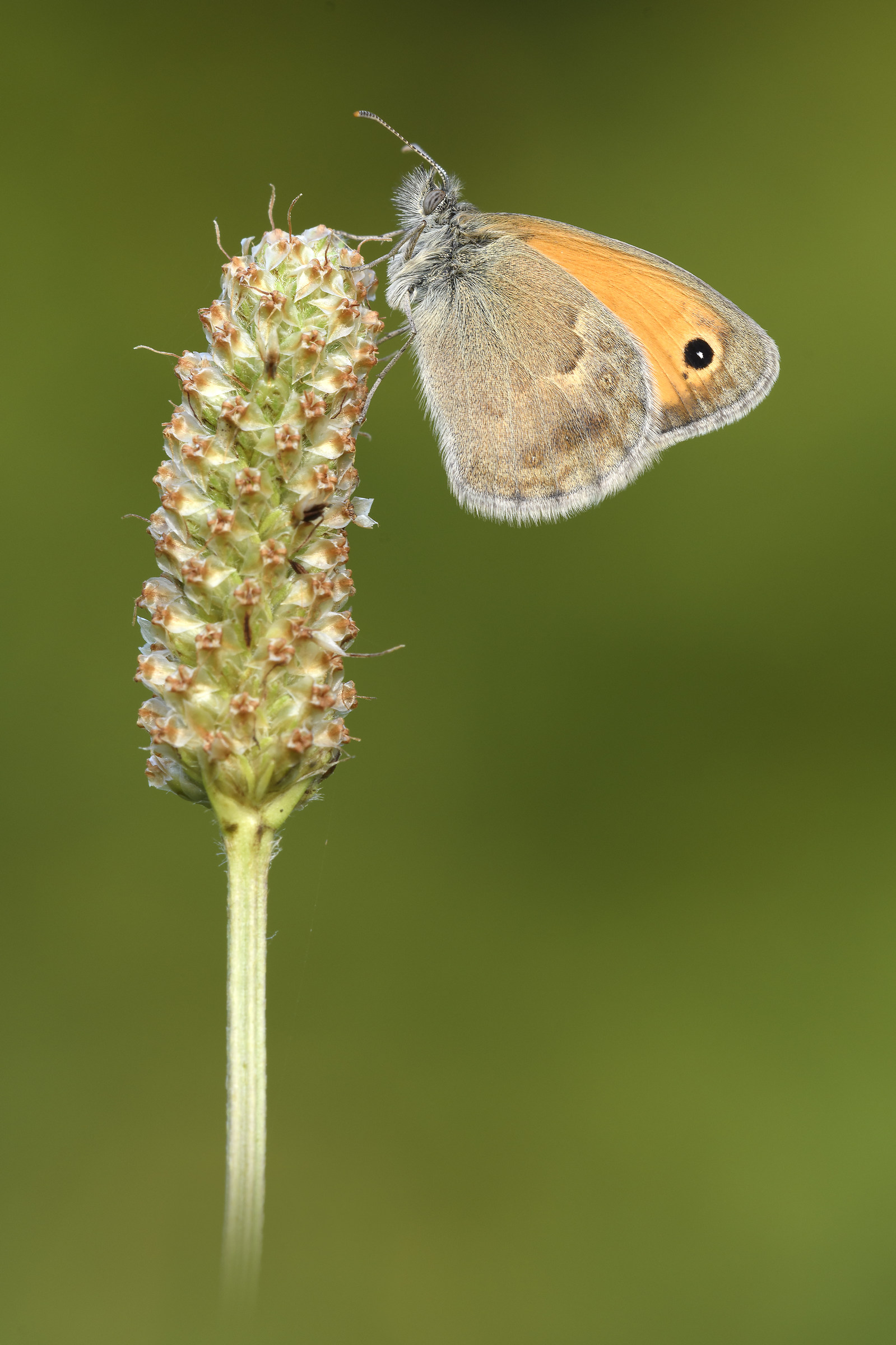 Coenonympha pamphilus