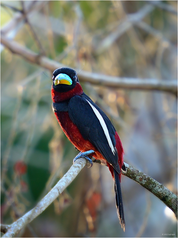 Cymbirhynchus macrorhynchos. In bianco e rosso Broadbill.