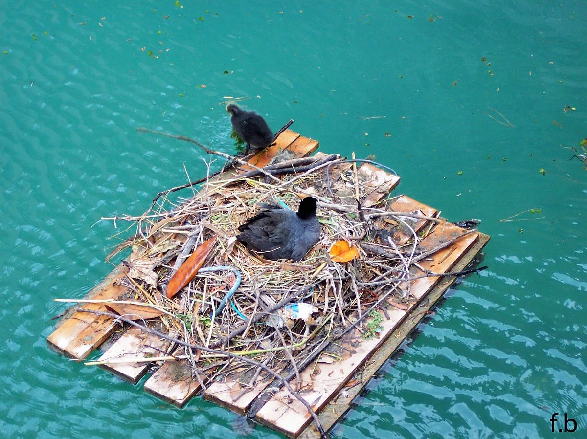 the houseboat (intimacy precarious)