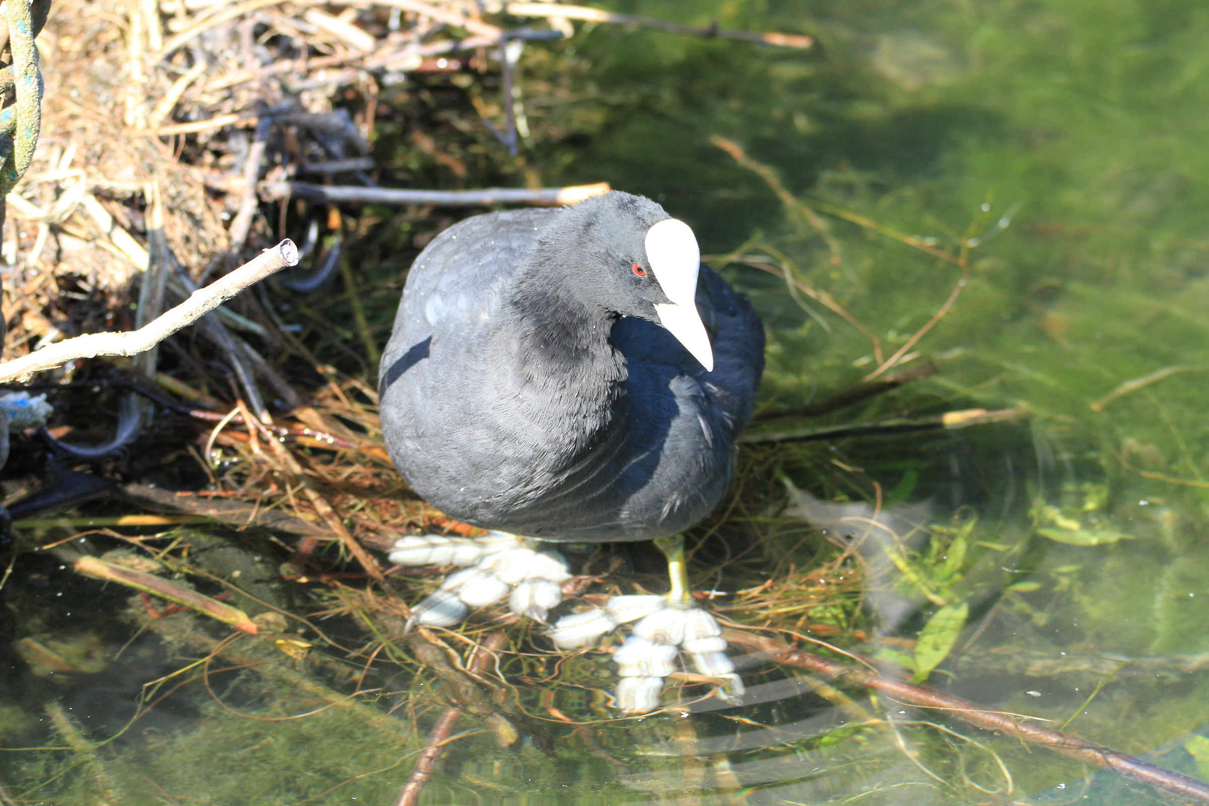 Coot with nest