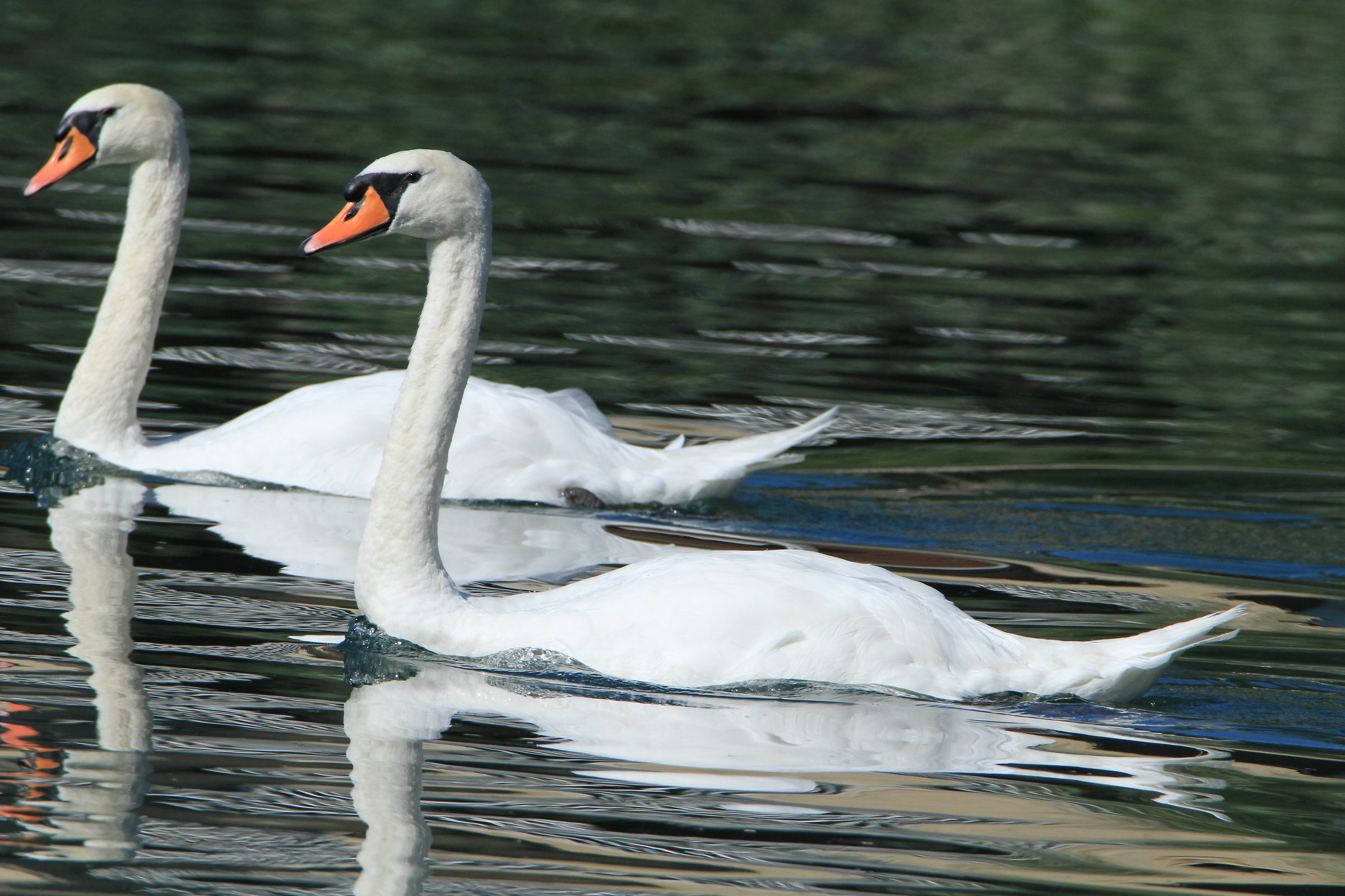 Swans - 1