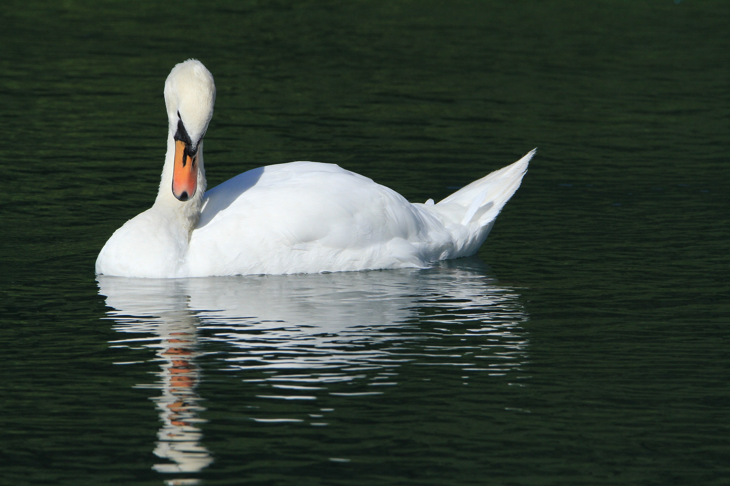 Swan 2