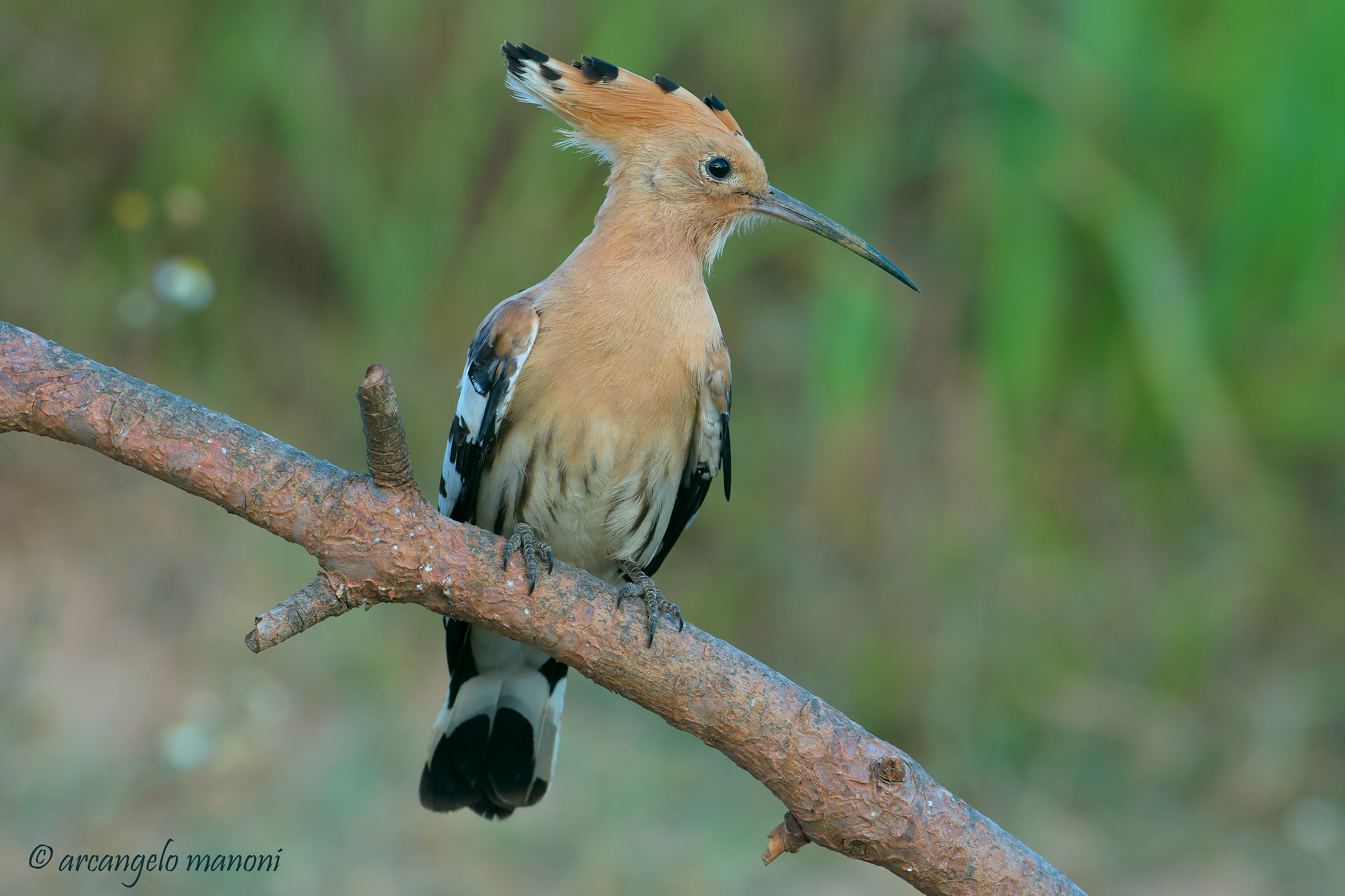 My friend hoopoe
