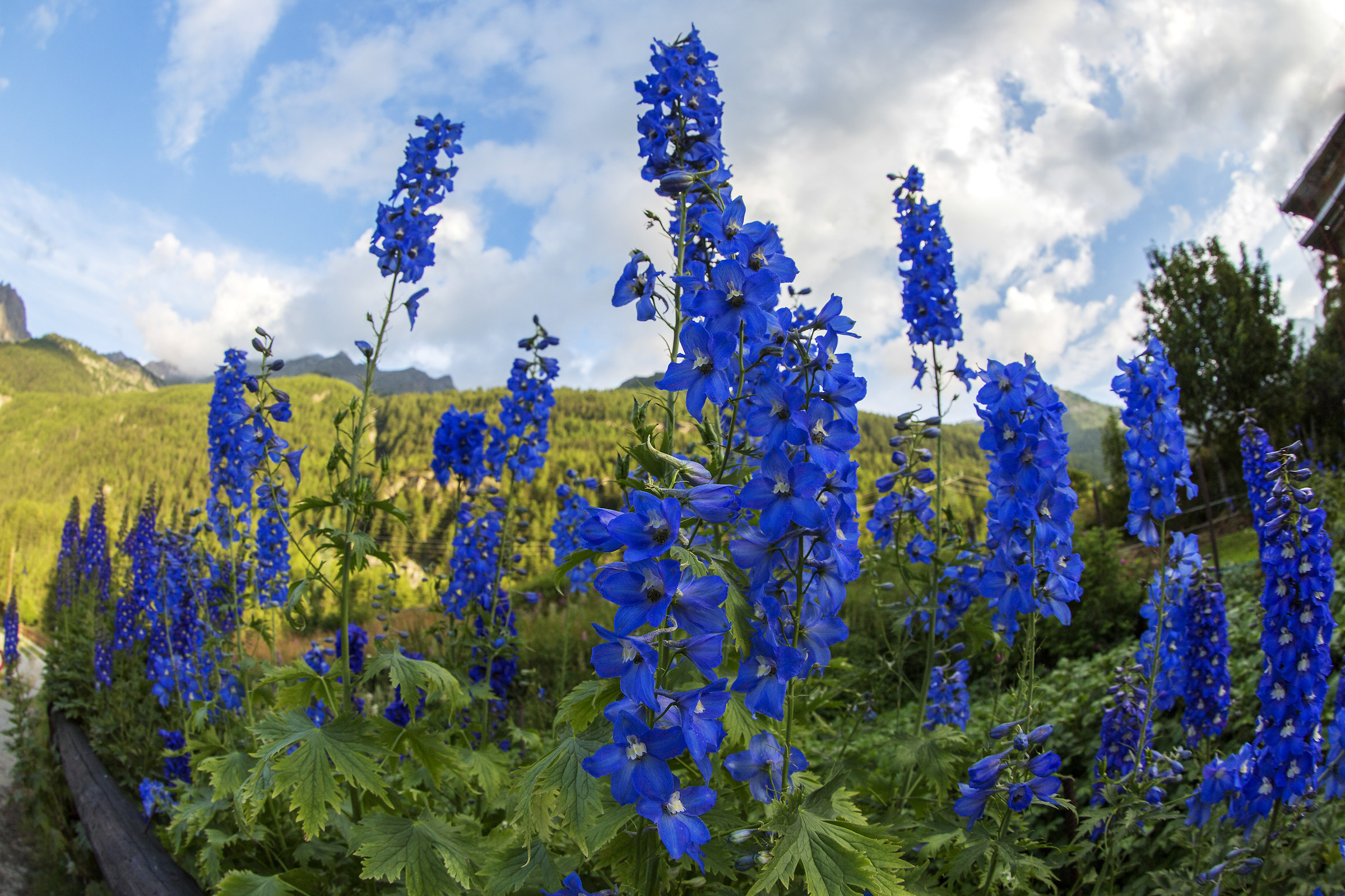 Delphinium o Speronella