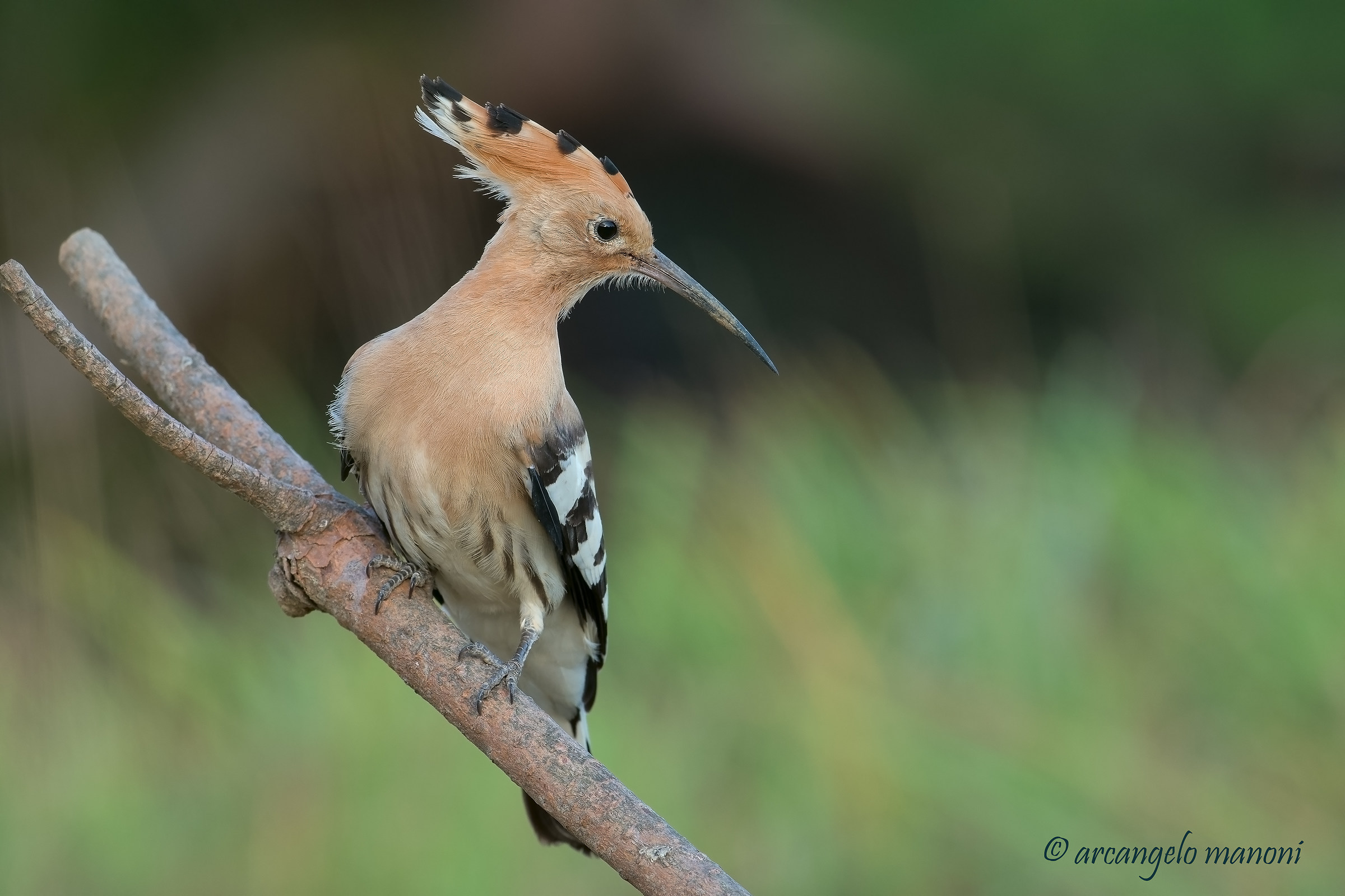 My friend hoopoe