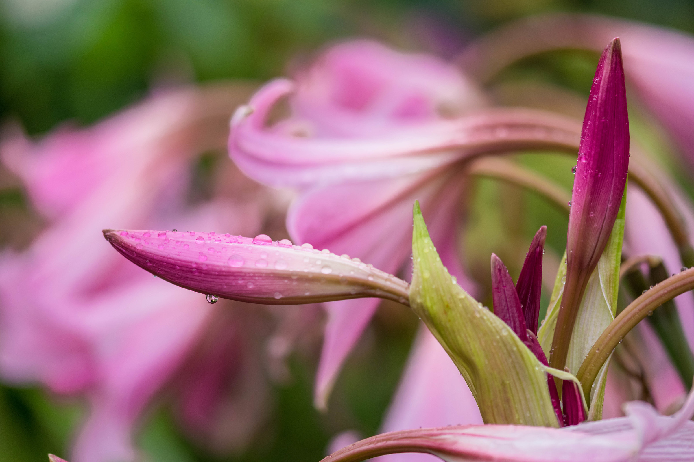 Teardrop della natura