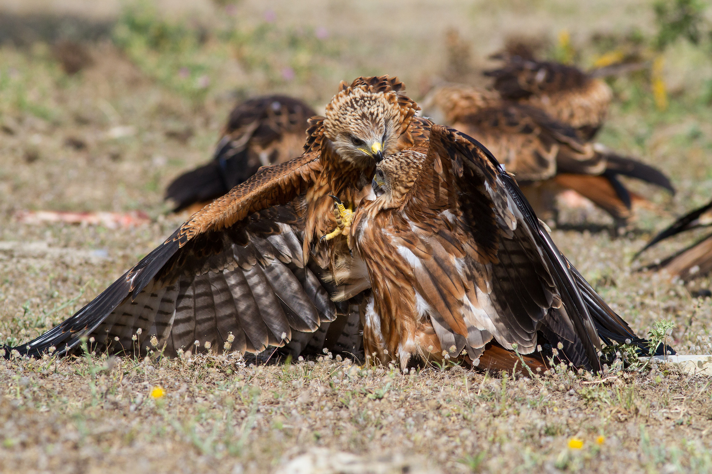 Battibecco tra Nibbi Reali