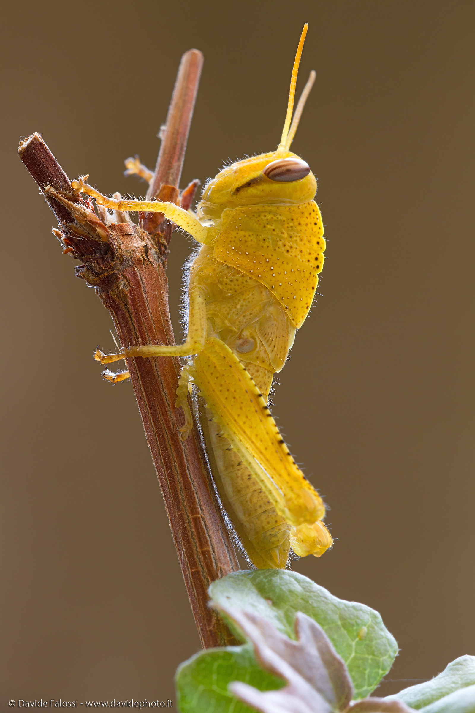 Anacridium aegyptium