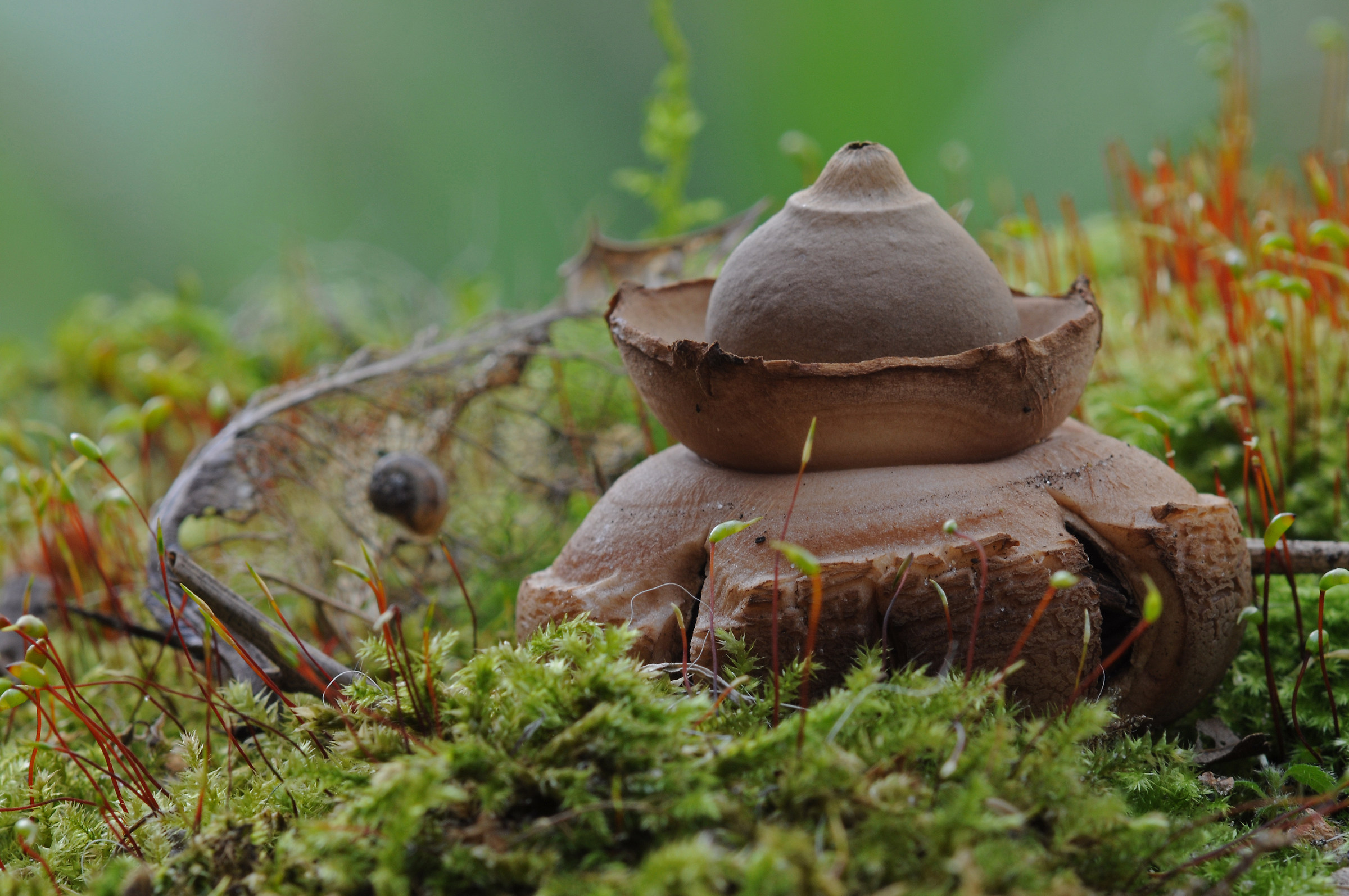 Geastrum triplex