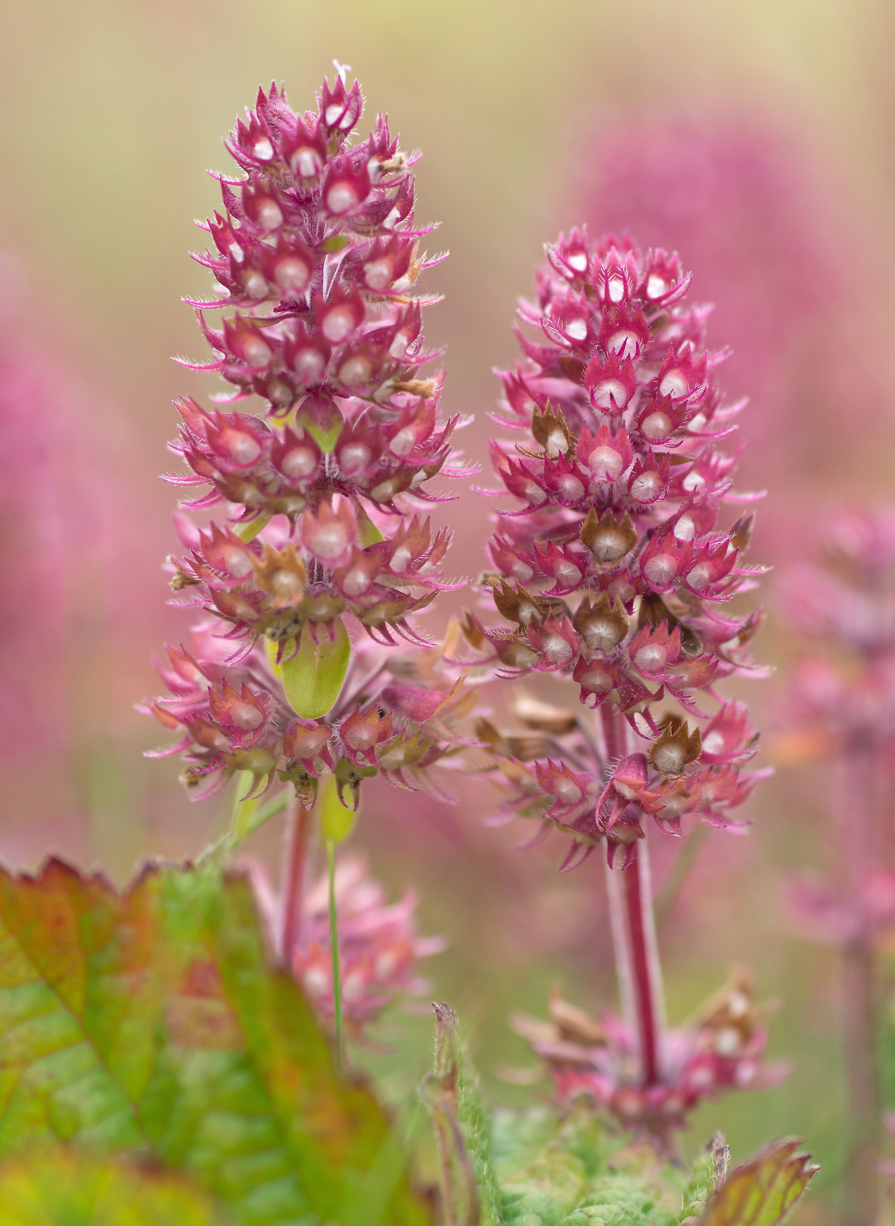 colore rosa di bellezza