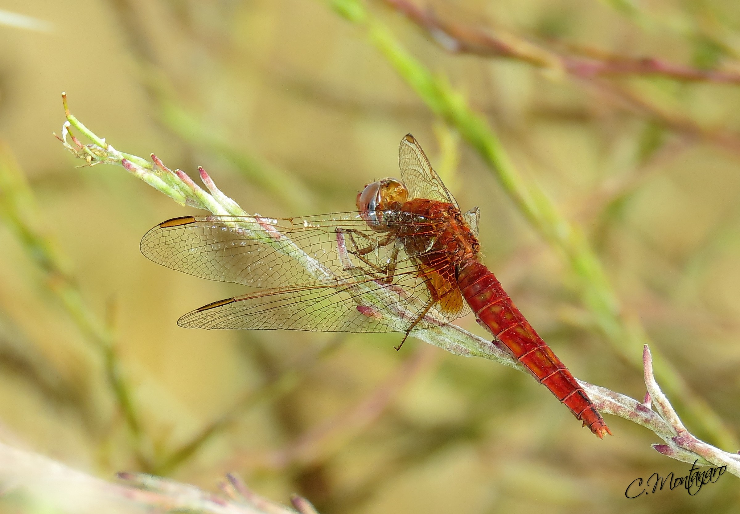 sympetrum fonscolombii