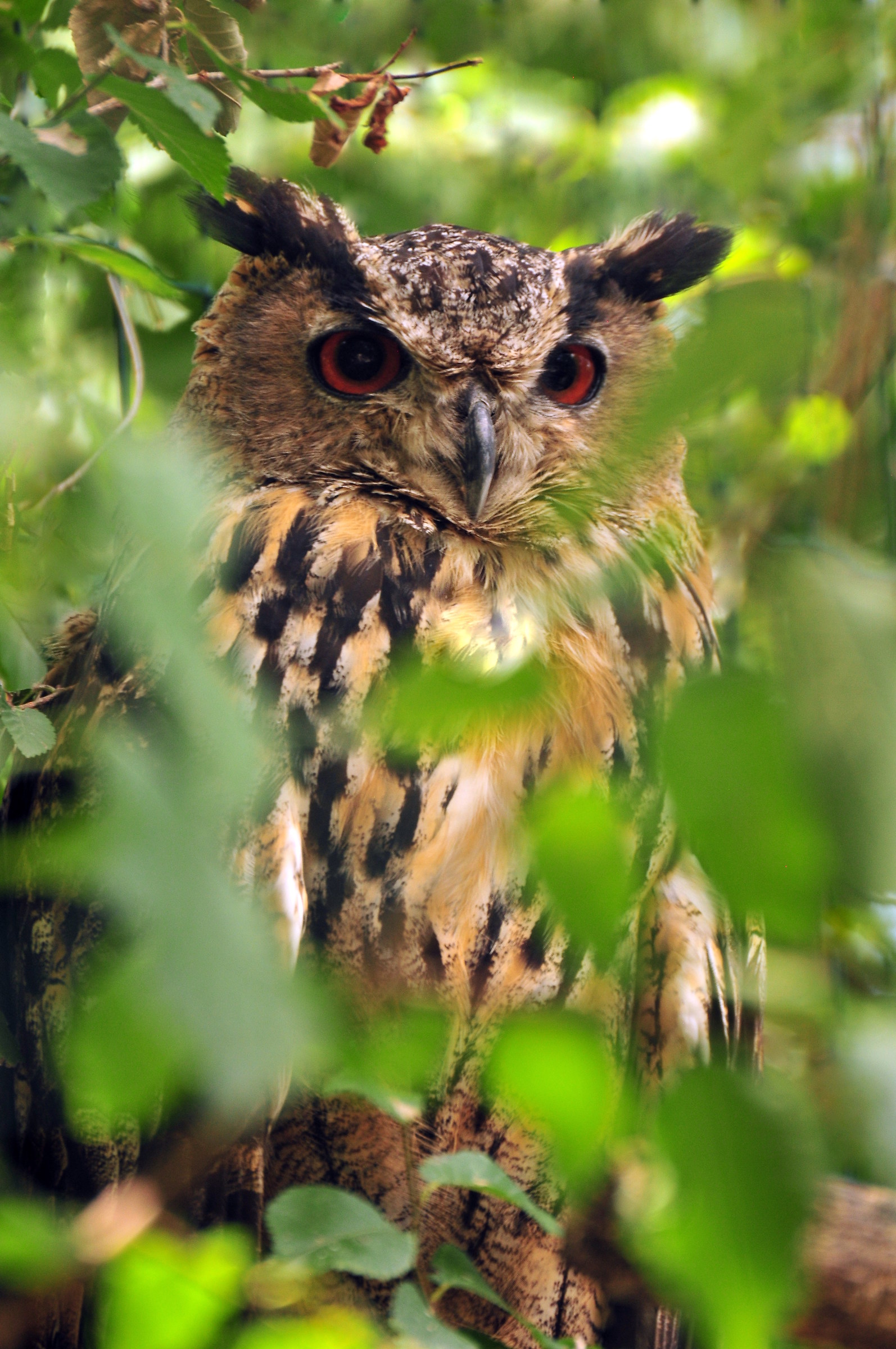 Eagle owl
