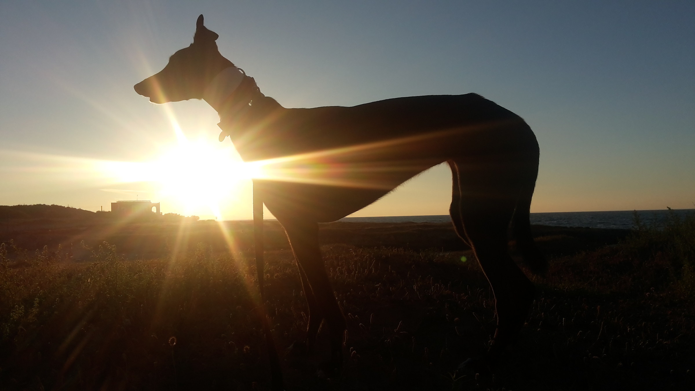 The shadow of the greyhound