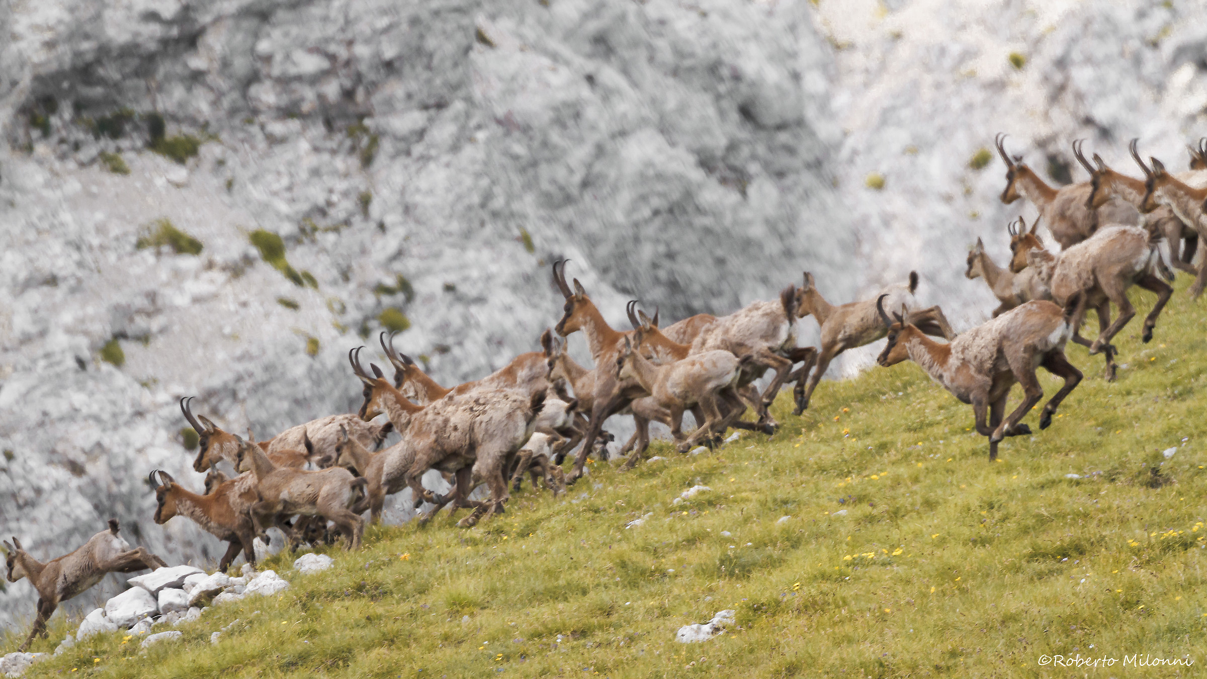 Rupicapra Pyrenaica Ornata