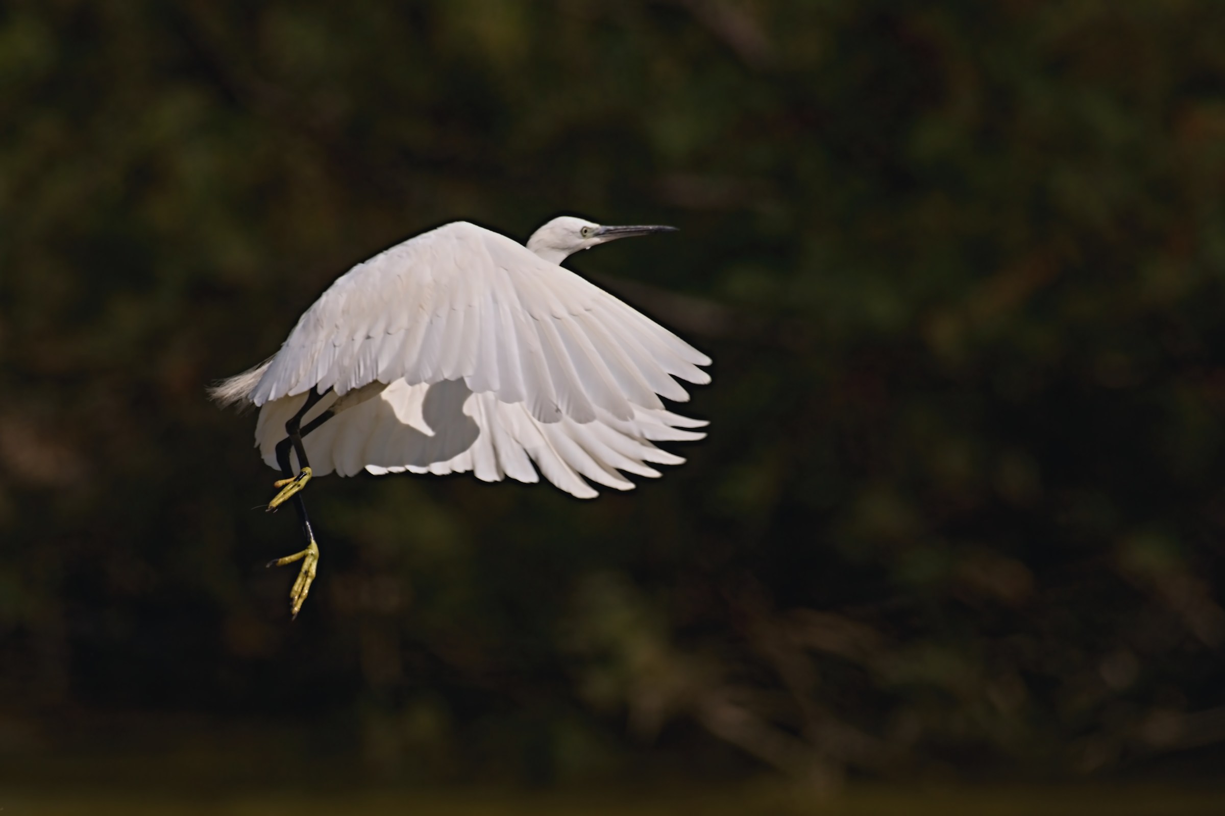 egret