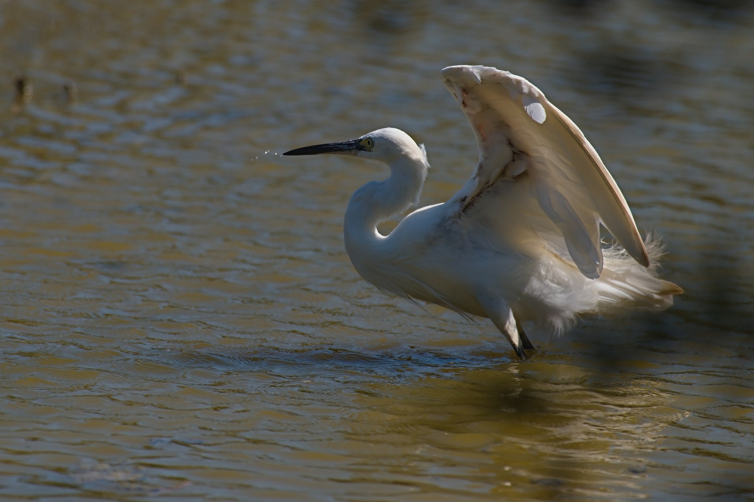 egret