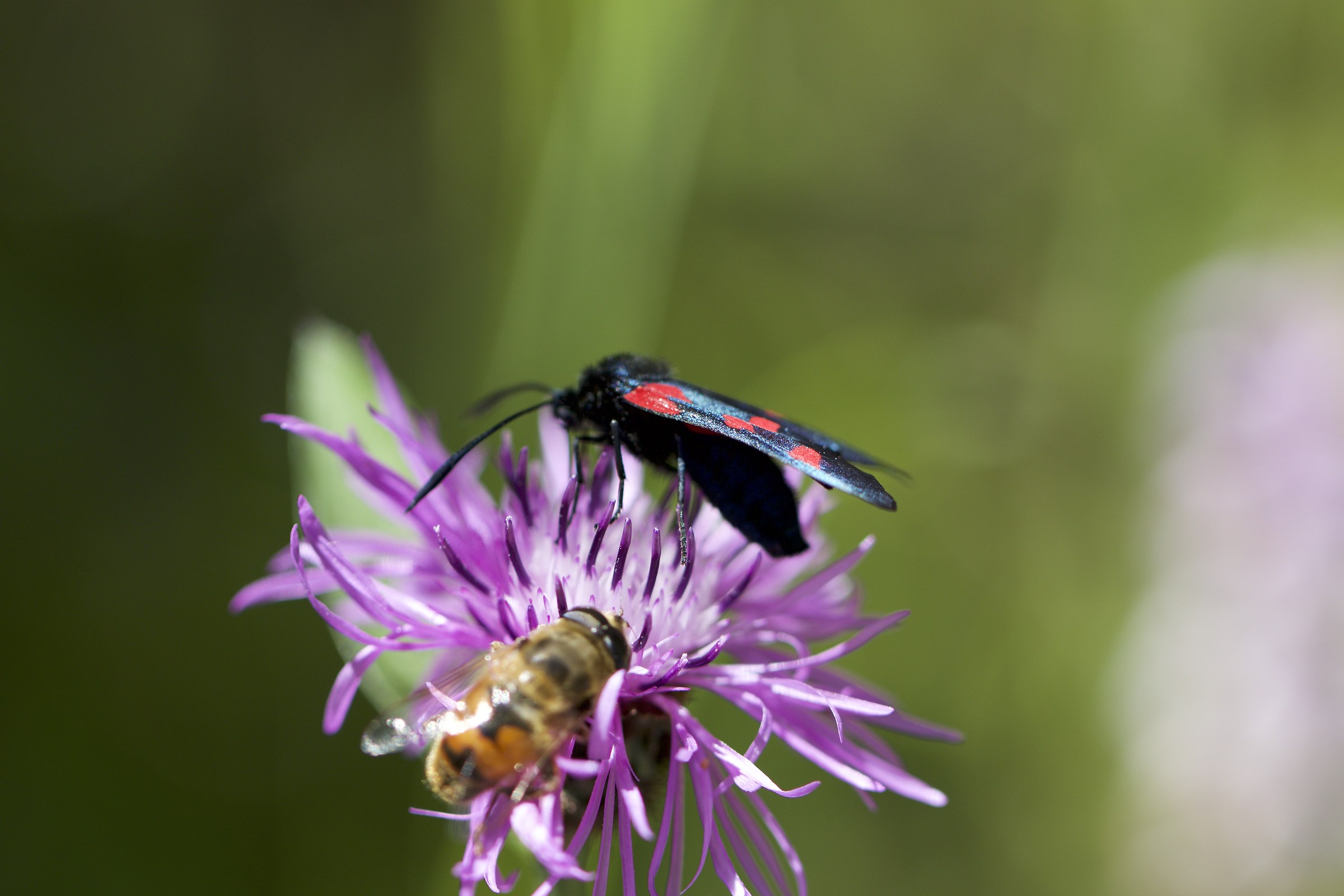 Zygaena transalpina su Fiordaliso vedovino-Centaurea sc